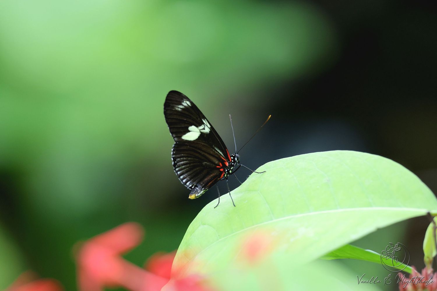 A black butterfly with white and red markings resting on a green leaf in a garden setting.