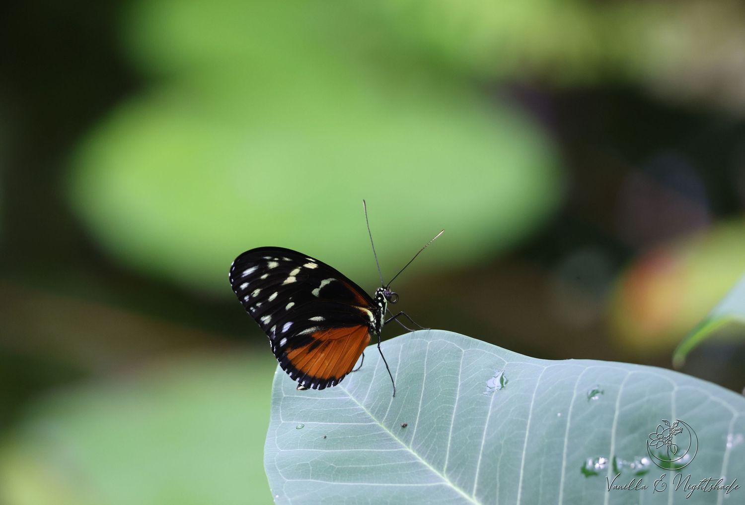 Orange and black spotted butterfly with long antennae resting on a large green leaf.