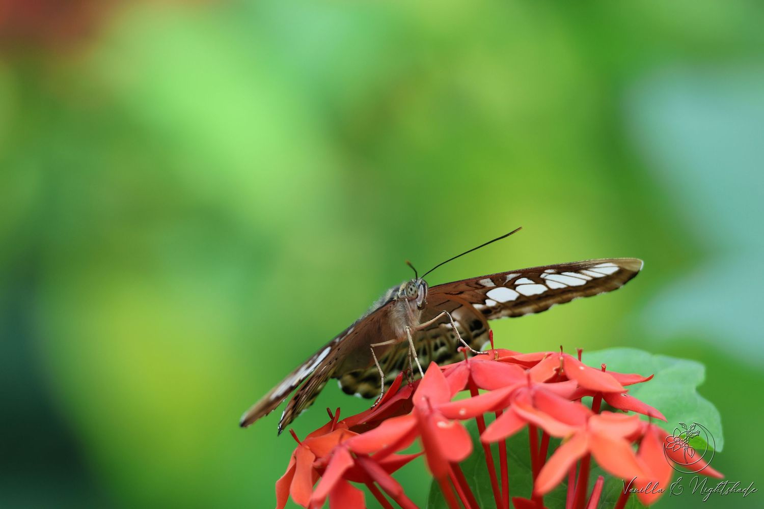 A brown and white butterfly feeding on bright red ixora flowers against a soft green background.