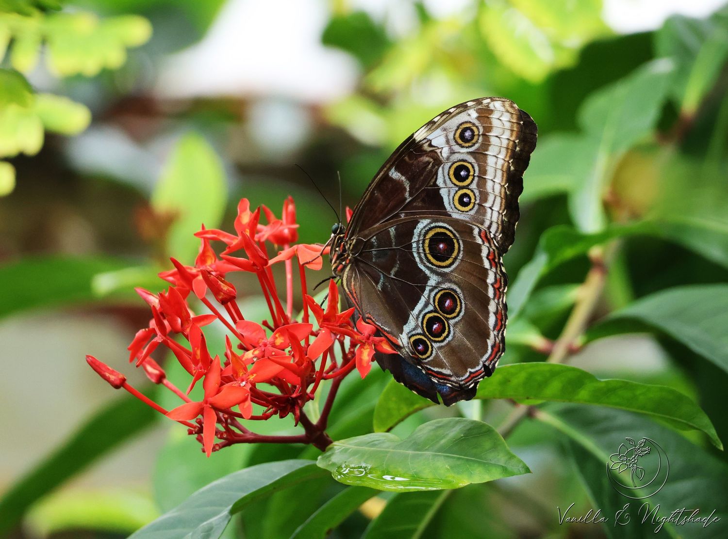 Blue Morpho butterfly with eye-spot wings feeding on bright red tropical flowers.