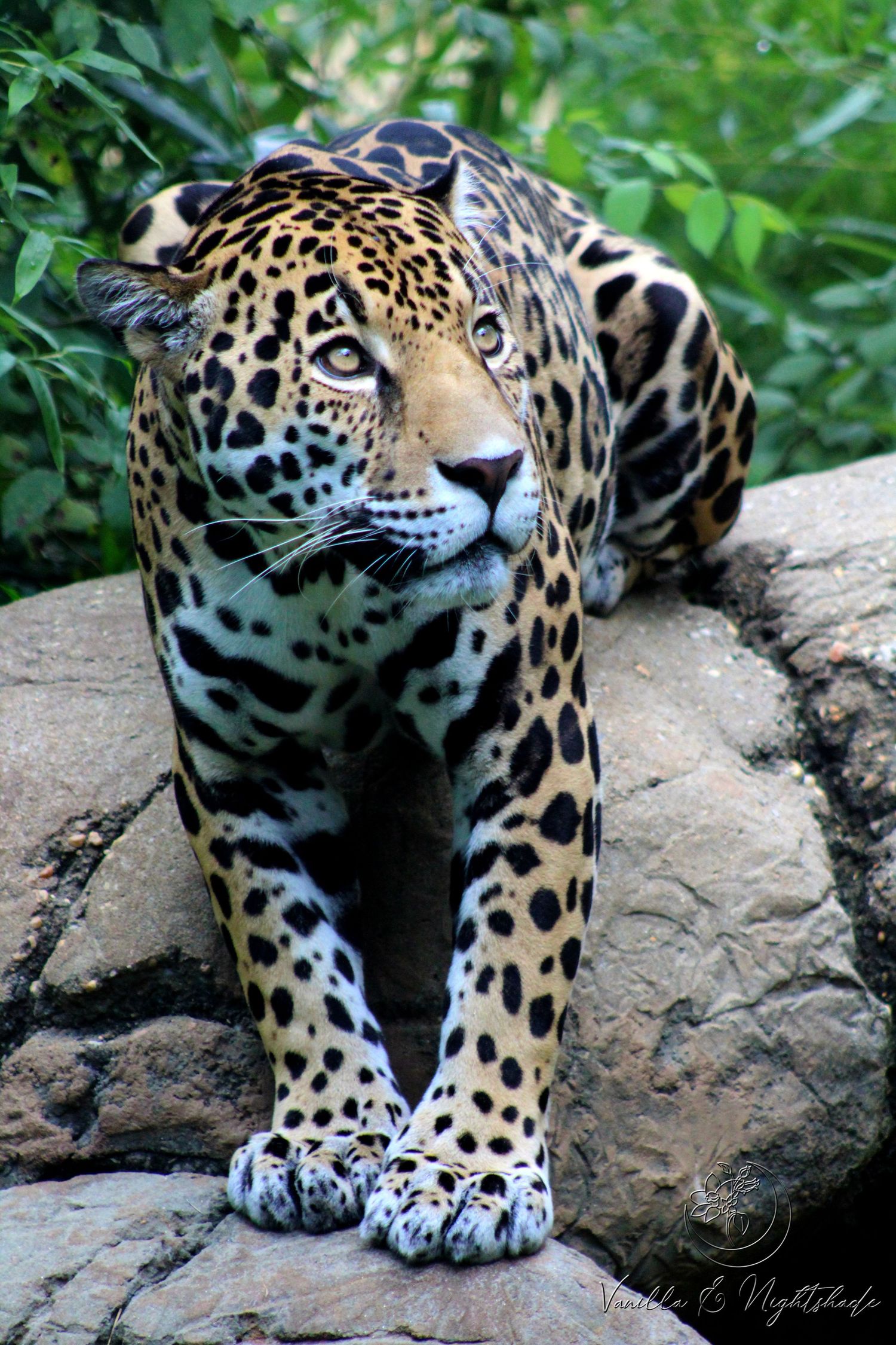 A powerful jaguar crouches on a rock, showcasing its striking spotted coat and intense golden eyes amid lush green foliage.