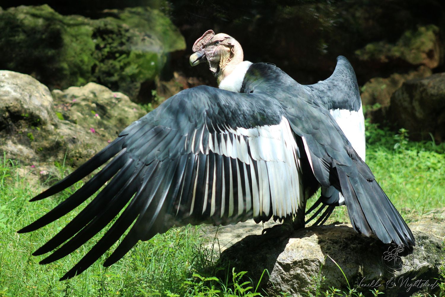 Andean condor spreading its large black and white wings on a rock in a natural green habitat.