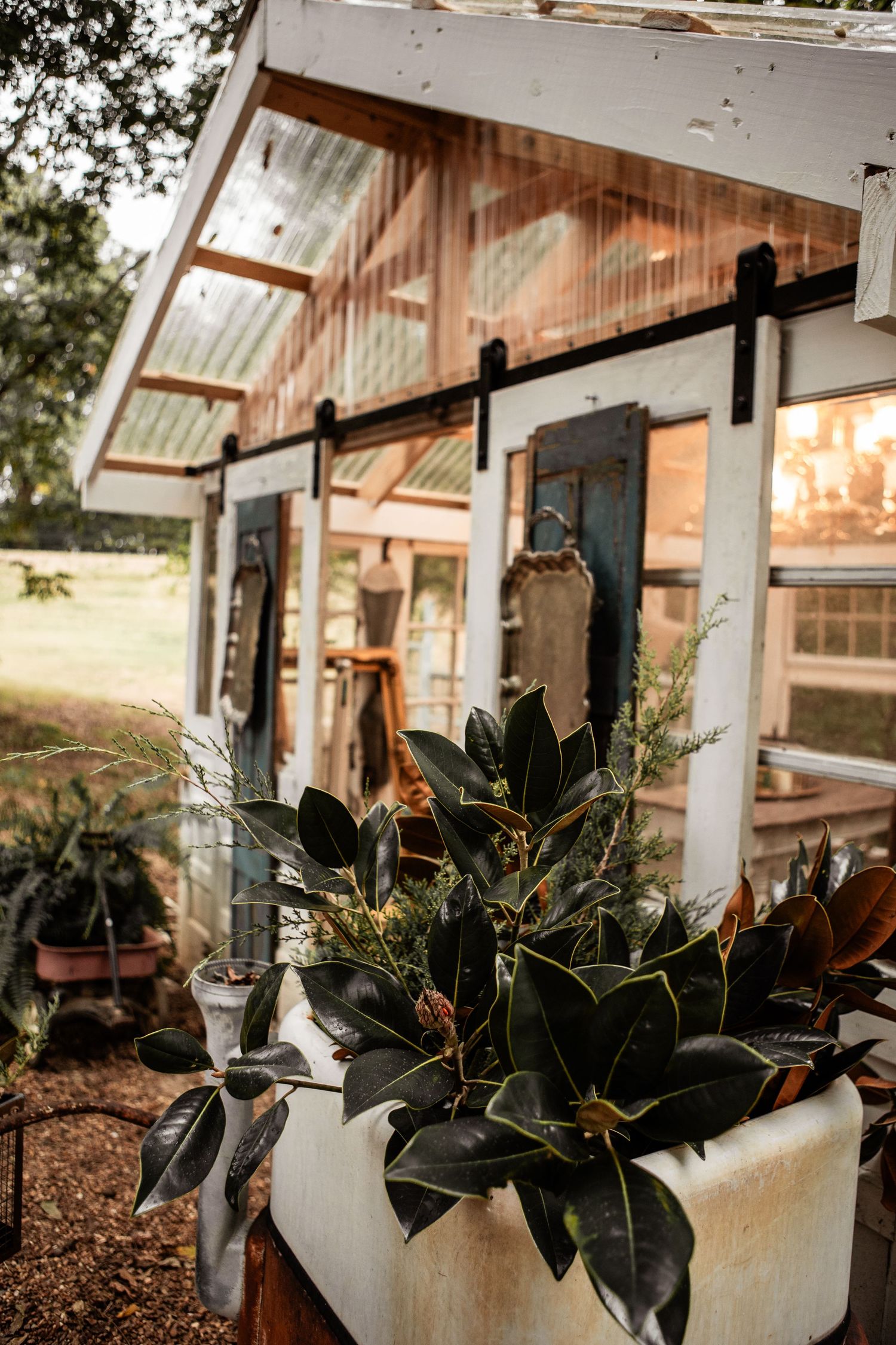 Rustic greenhouse with glass-paned sliding barn doors and a white planter filled with glossy magnolia foliage in a sunny garden.