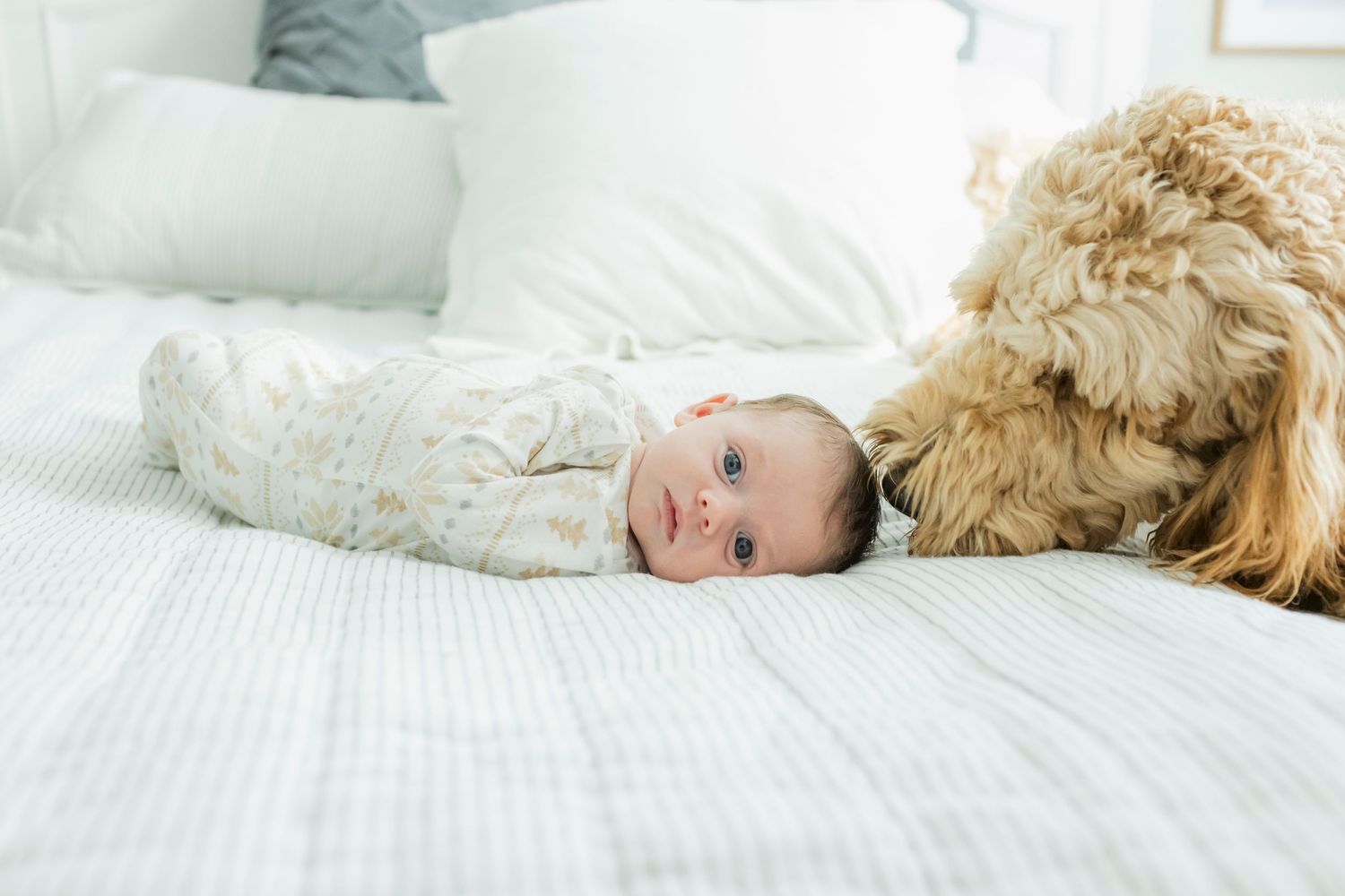 A goldendoodle dog relaxes on white bedding in a bright room.