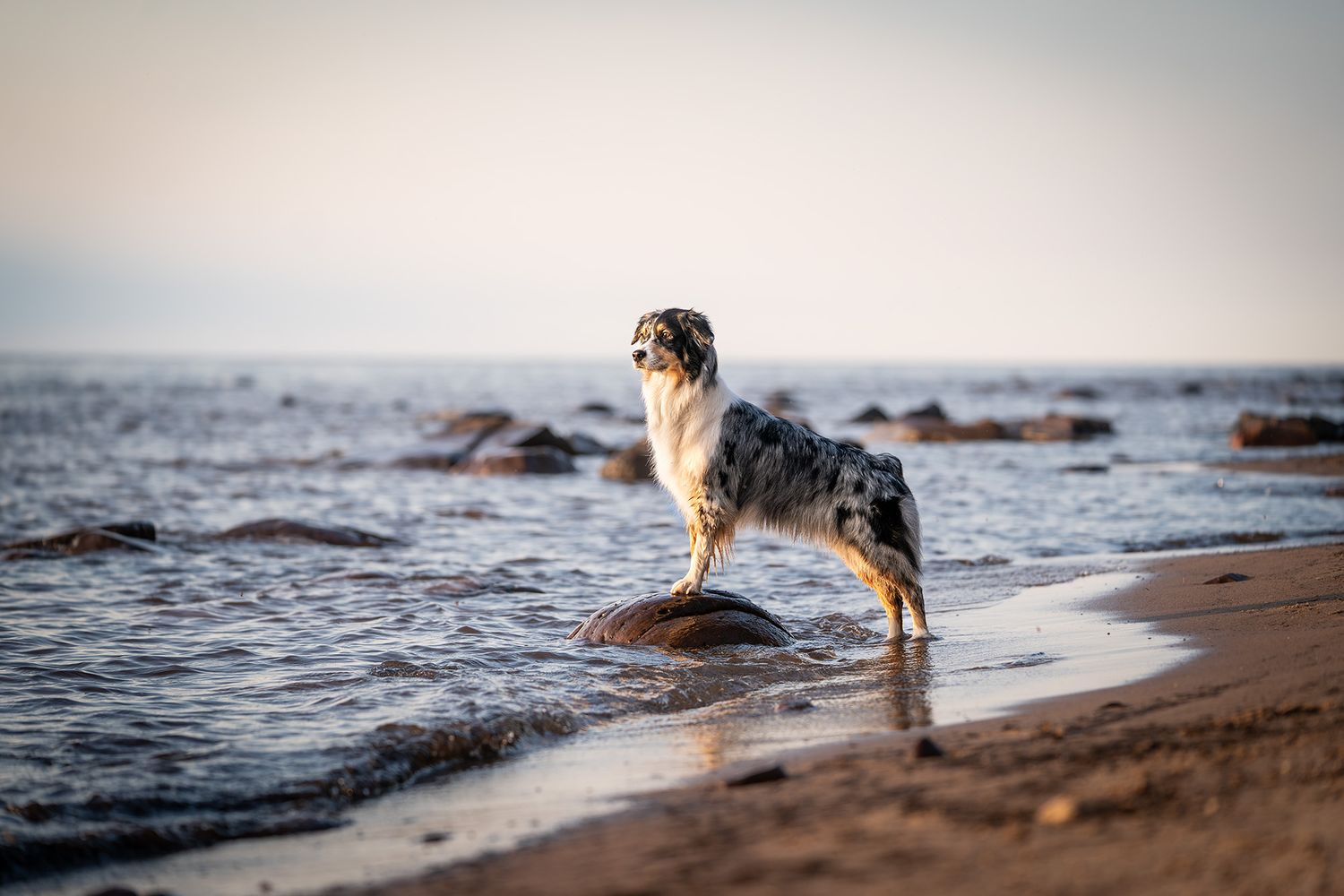 Australian Shepherd on sandy beach standing on rock. Lake Michigan. Lake Superior.