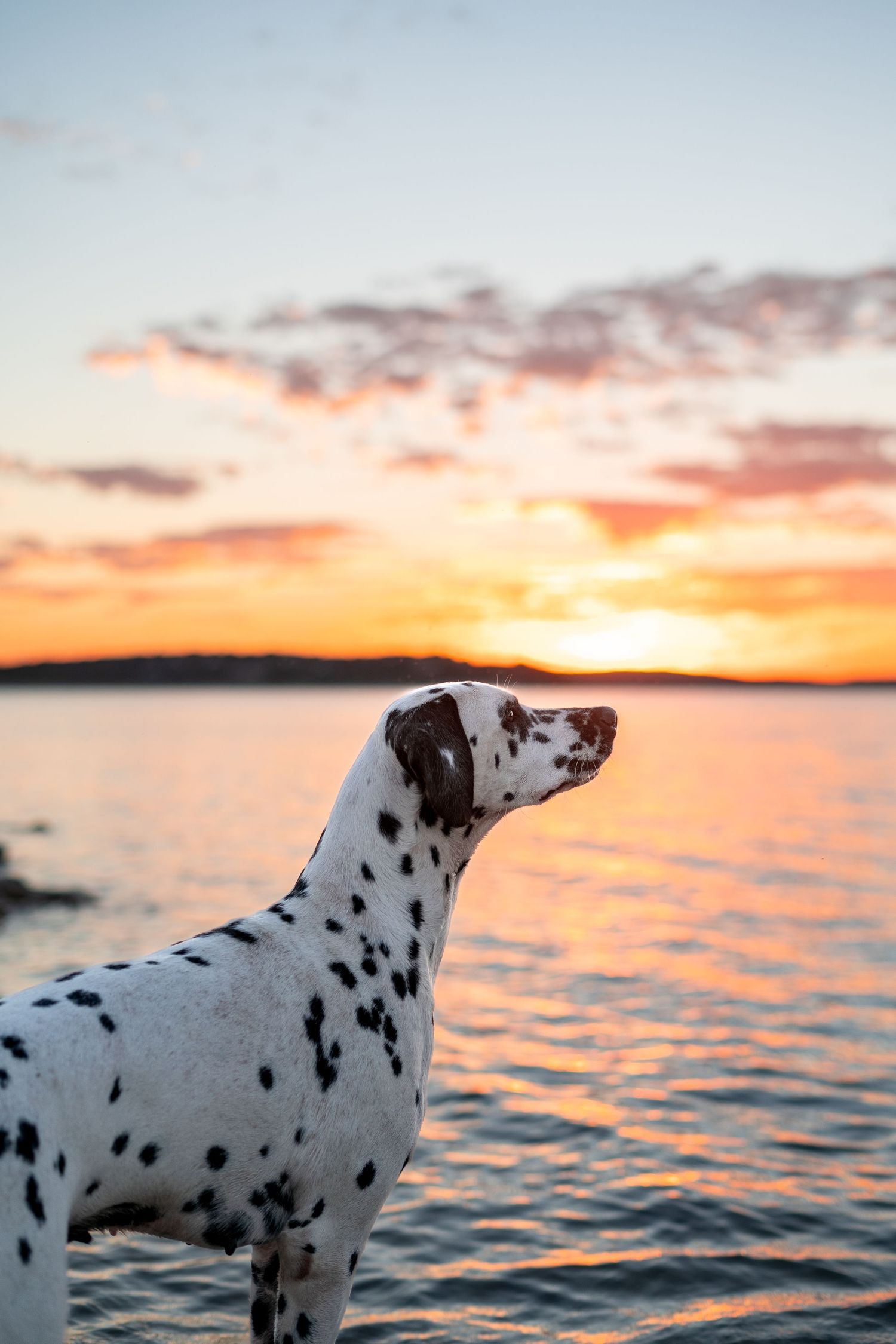 Dalmatian sunset lake water