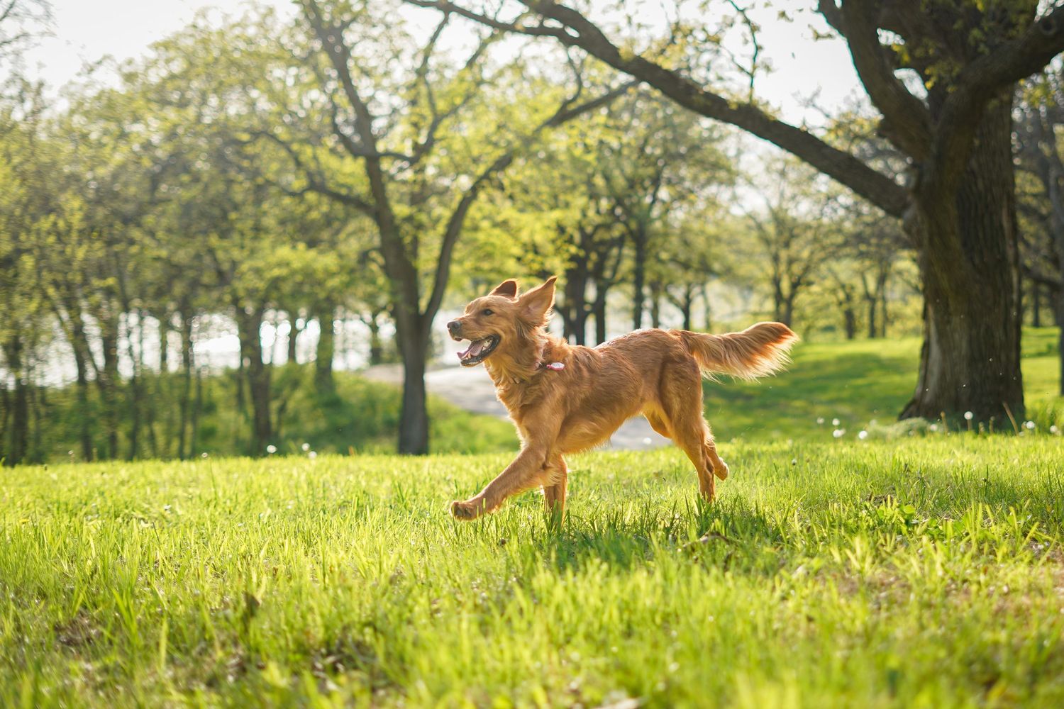 Golden retriever running in green grass field summer. Maffitt Lake