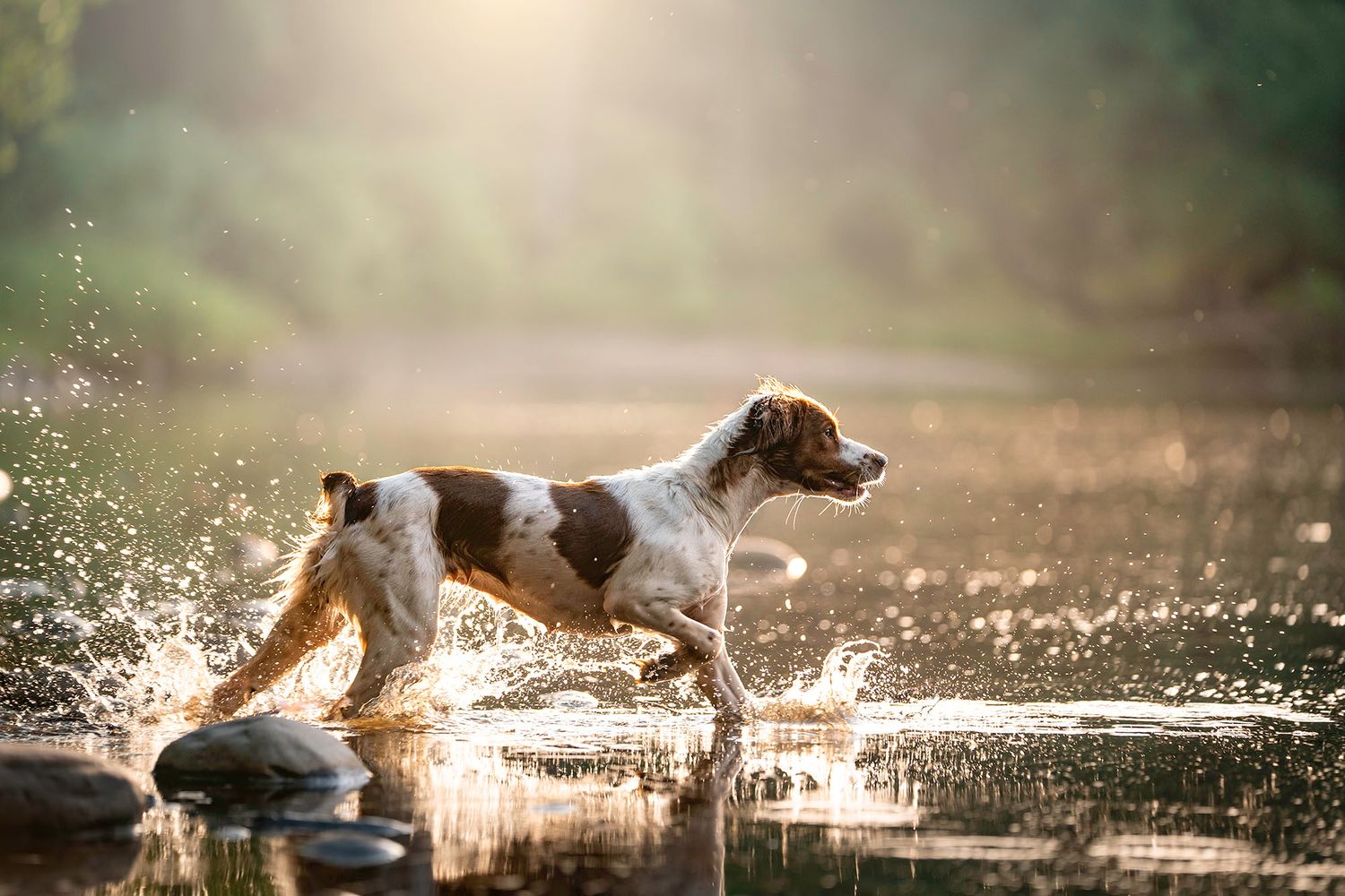 Pointer dog running through water at Jay Cooke State Park