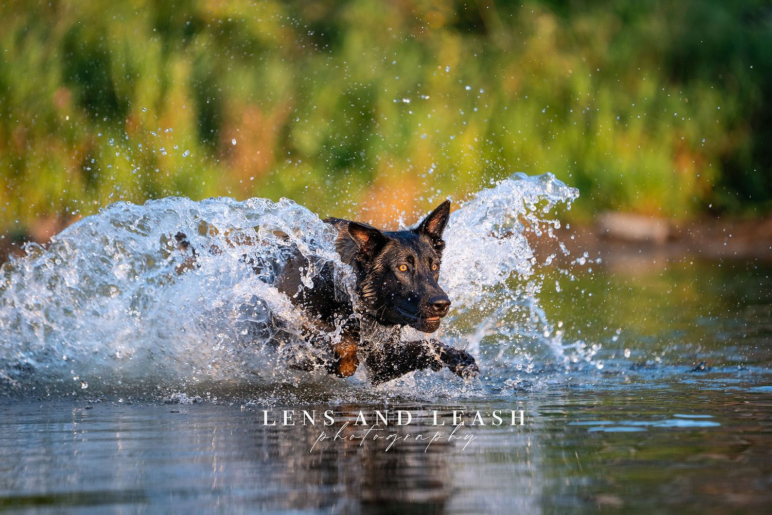 Belgian Malinois swimming running through water at Big Creek State Park