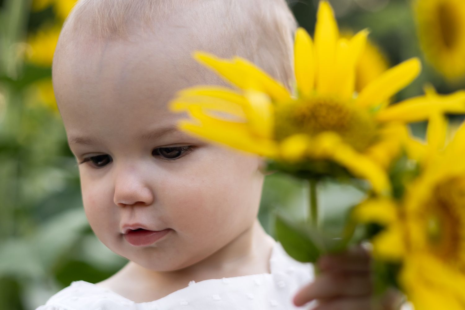 Children Family session Sunflower Field candid moment photographer photography Cleveland Mississippi