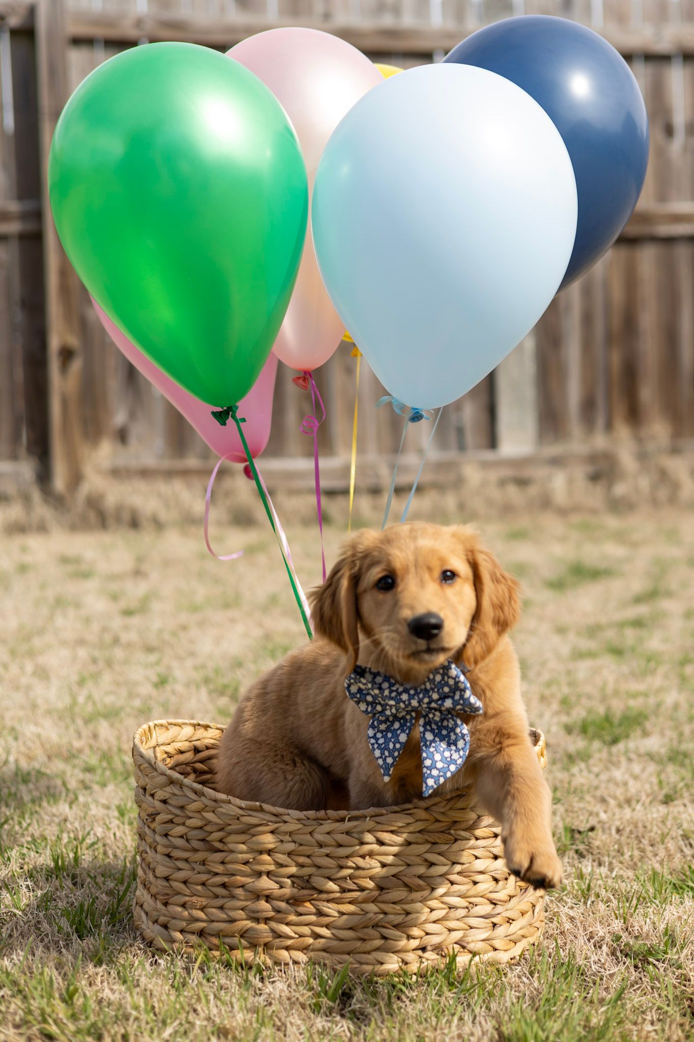 New puppy Session photographer photography Cleveland Mississippi New arrival