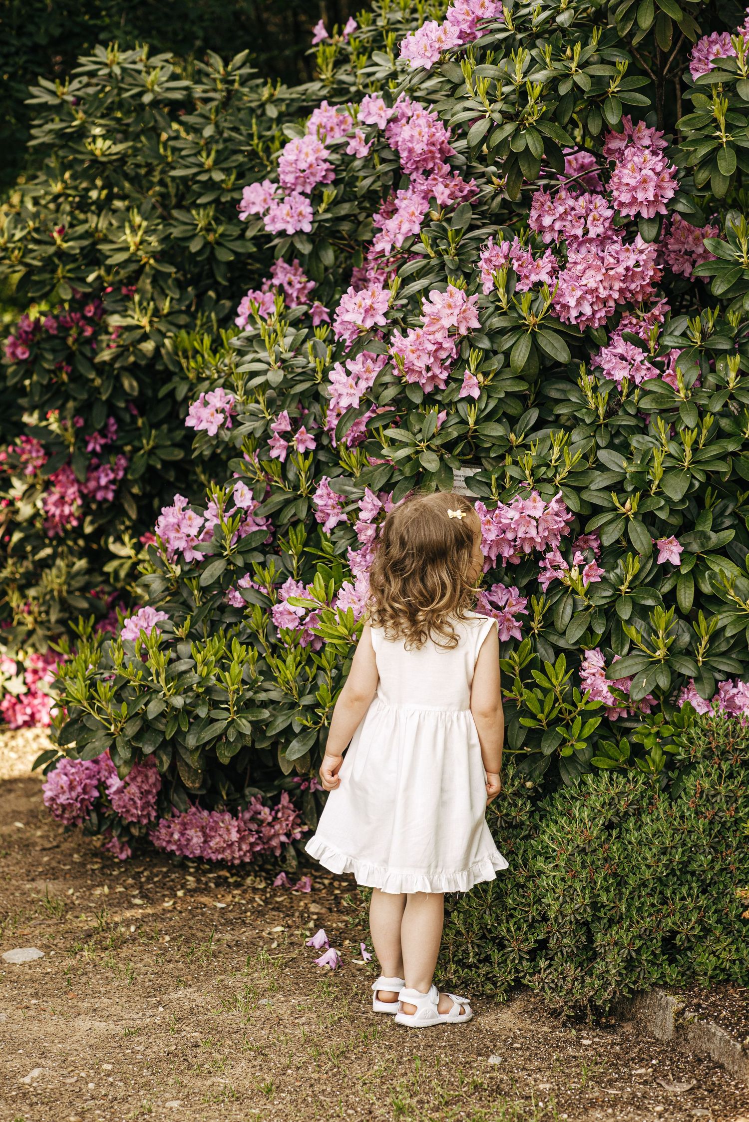 Toddler girl in white dress standing before blooming pink rhododendron bushes in garden.