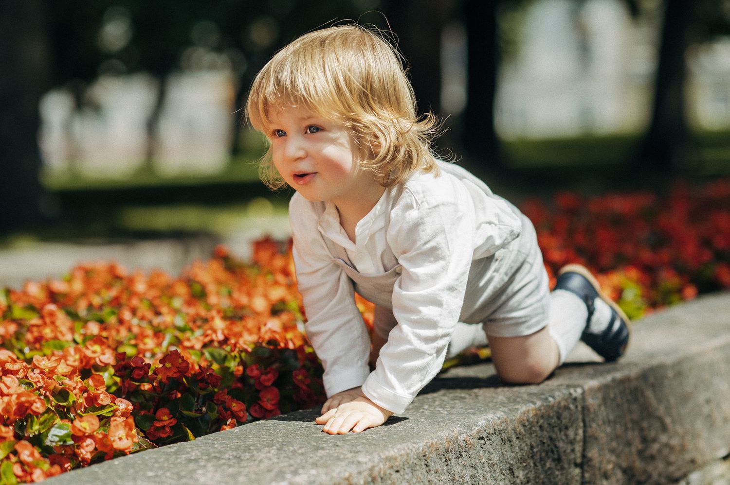 Curious blonde toddler child leaning over a stone garden border filled with red flowers.
