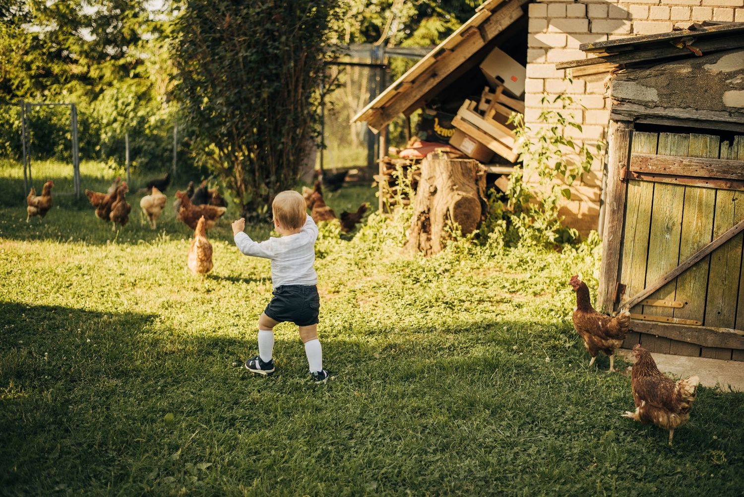 Toddler chasing chickens in a sunny farm yard near a rustic wooden chicken coop.