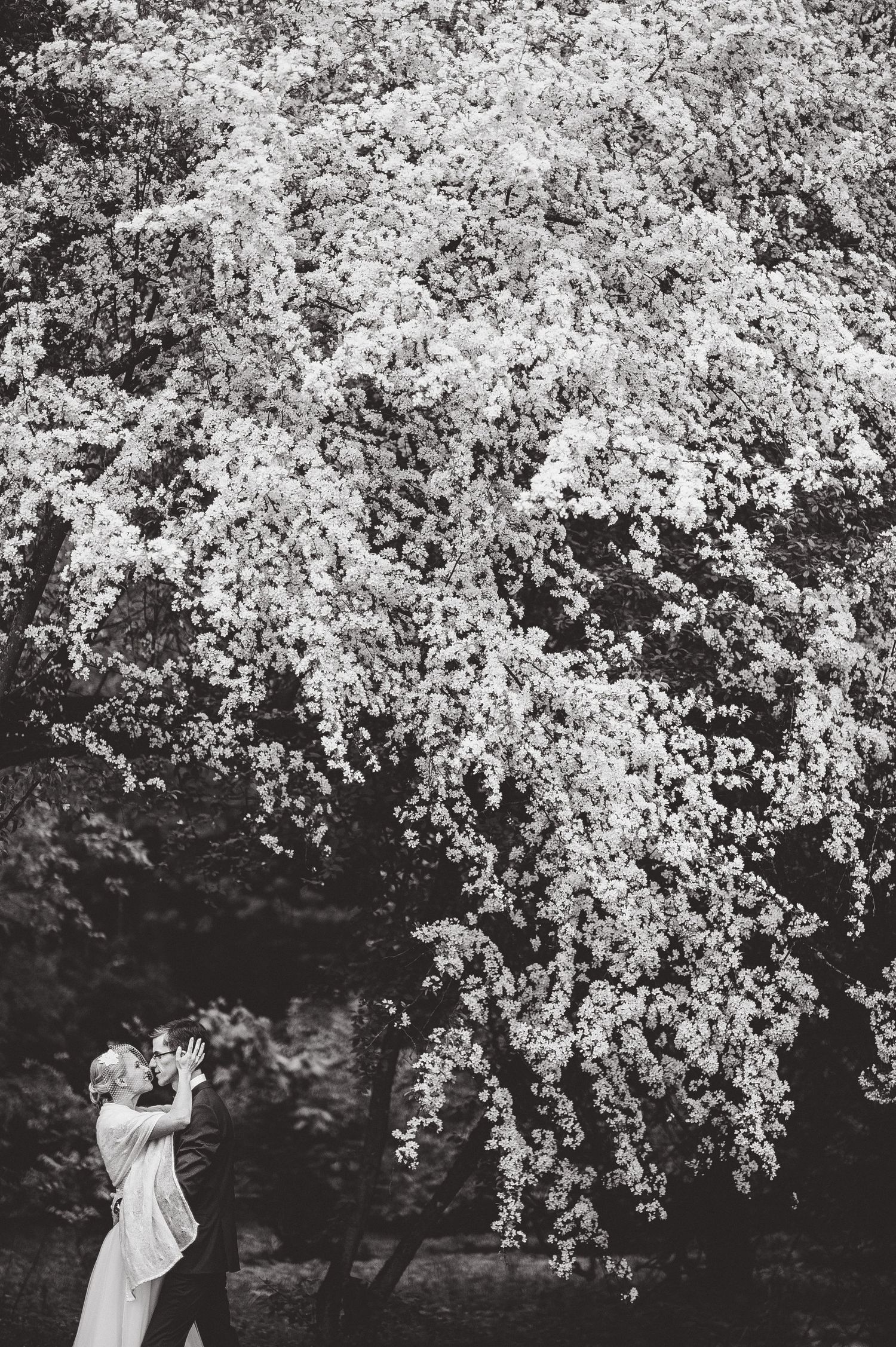 A couple shares an intimate moment under blooming spring cherry blossom trees.