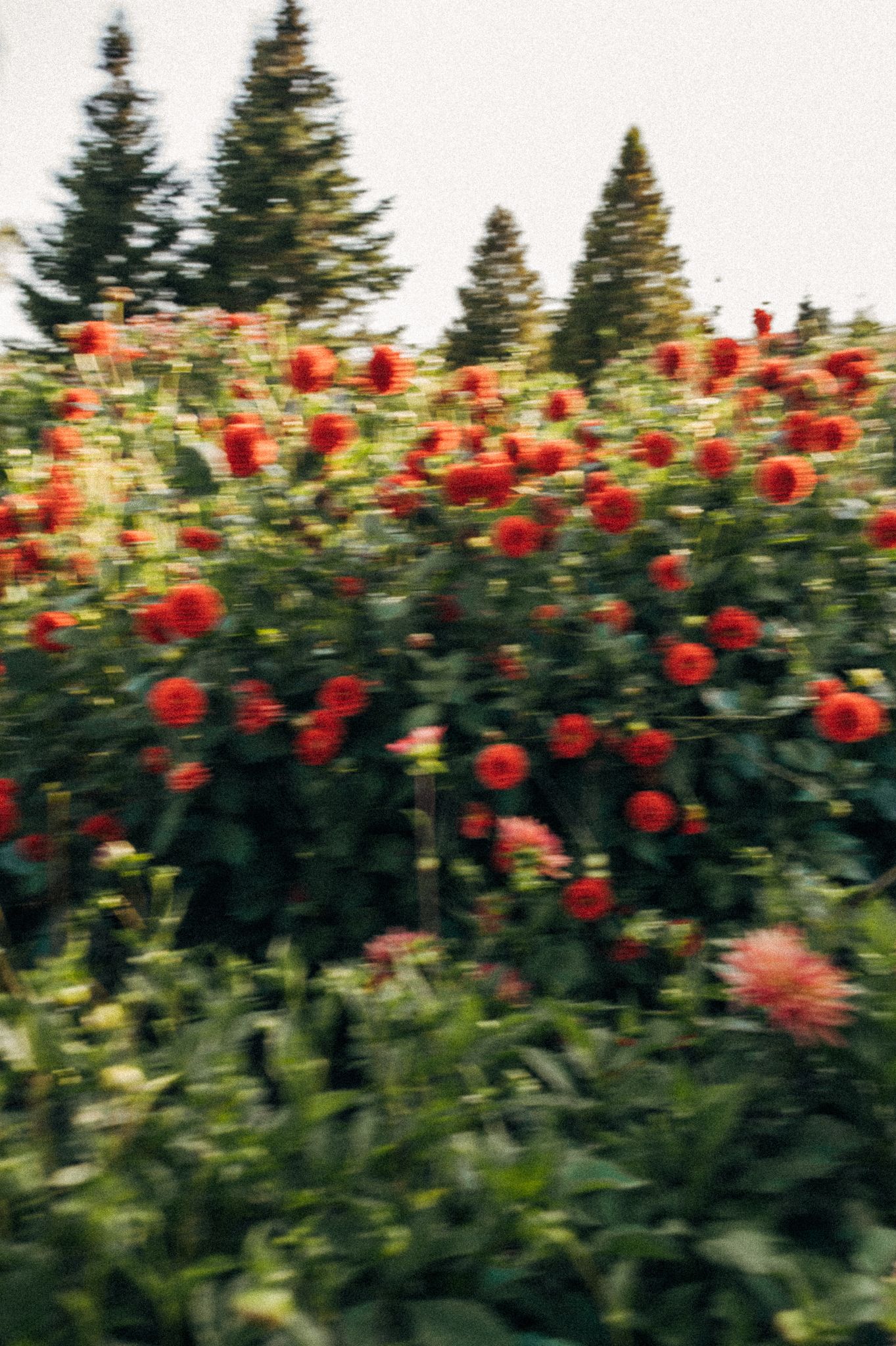 Red dahlias bloom against a backdrop of tall evergreen trees in a garden setting.