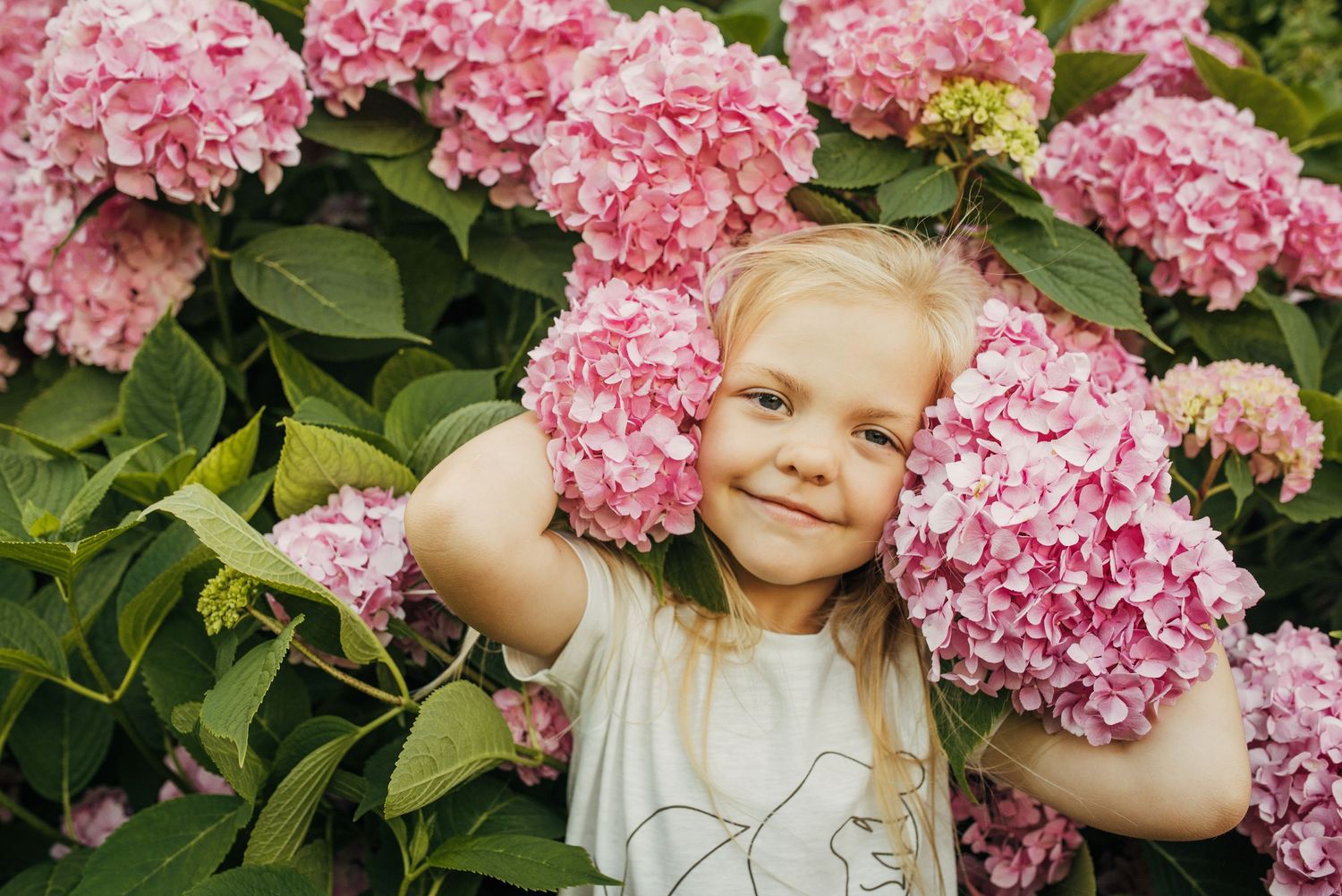 Pink hydrangea flowers blooming in a lush garden setting.