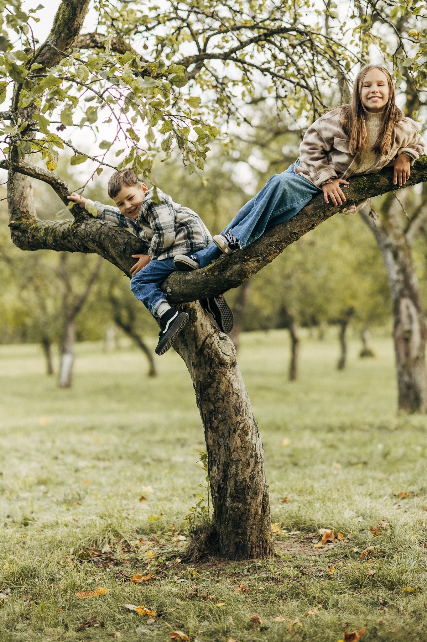 Artistic sequence showing playful poses on a gnarled apple tree branch in an orchard.