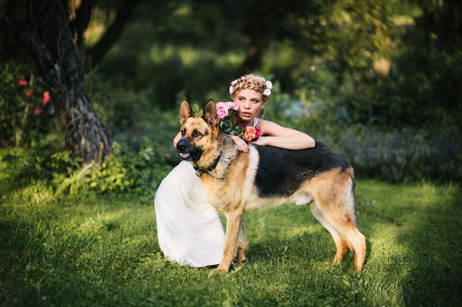 German Shepherd dogs rest in a shaded green garden area.