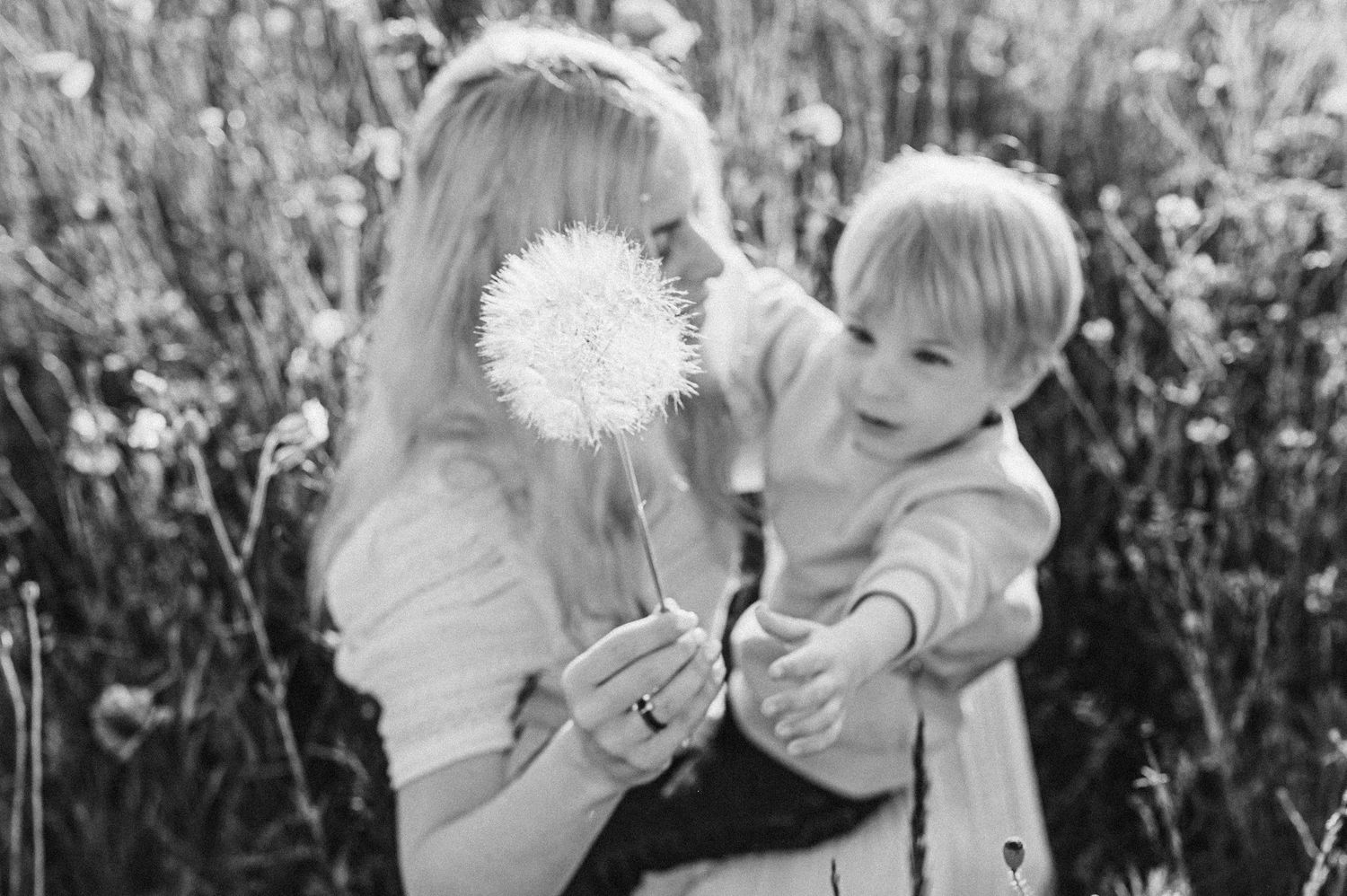 People playing with dandelions in a wildflower field during sunset.