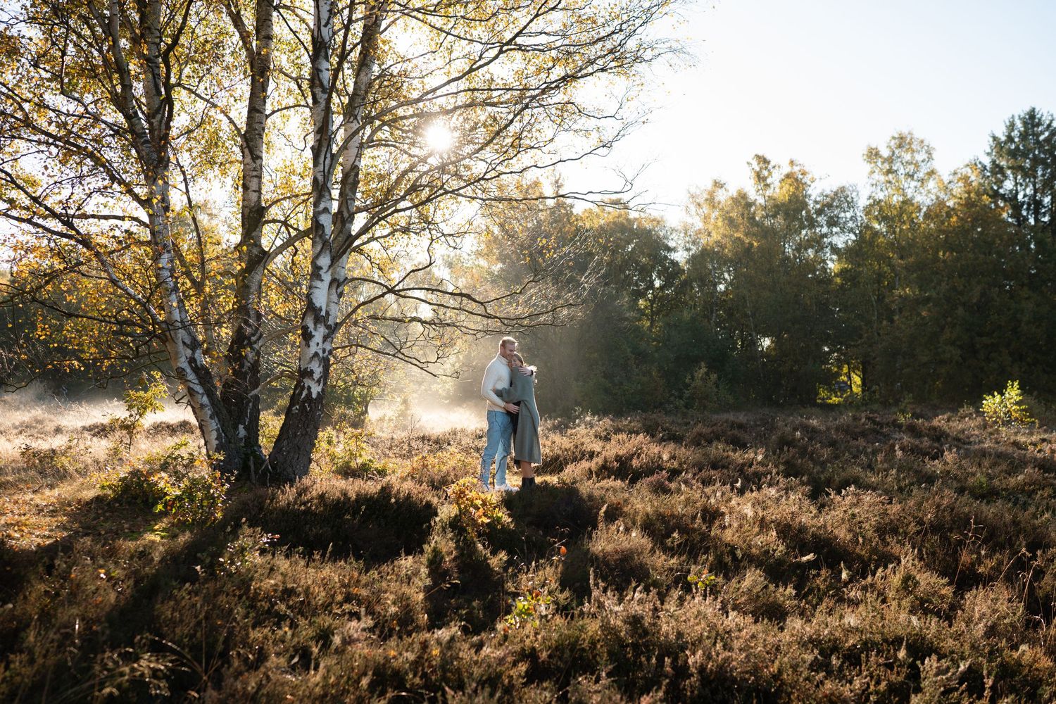 Golden sunlight streams through trees on a misty autumn morning in a heathland landscape with purple heather.