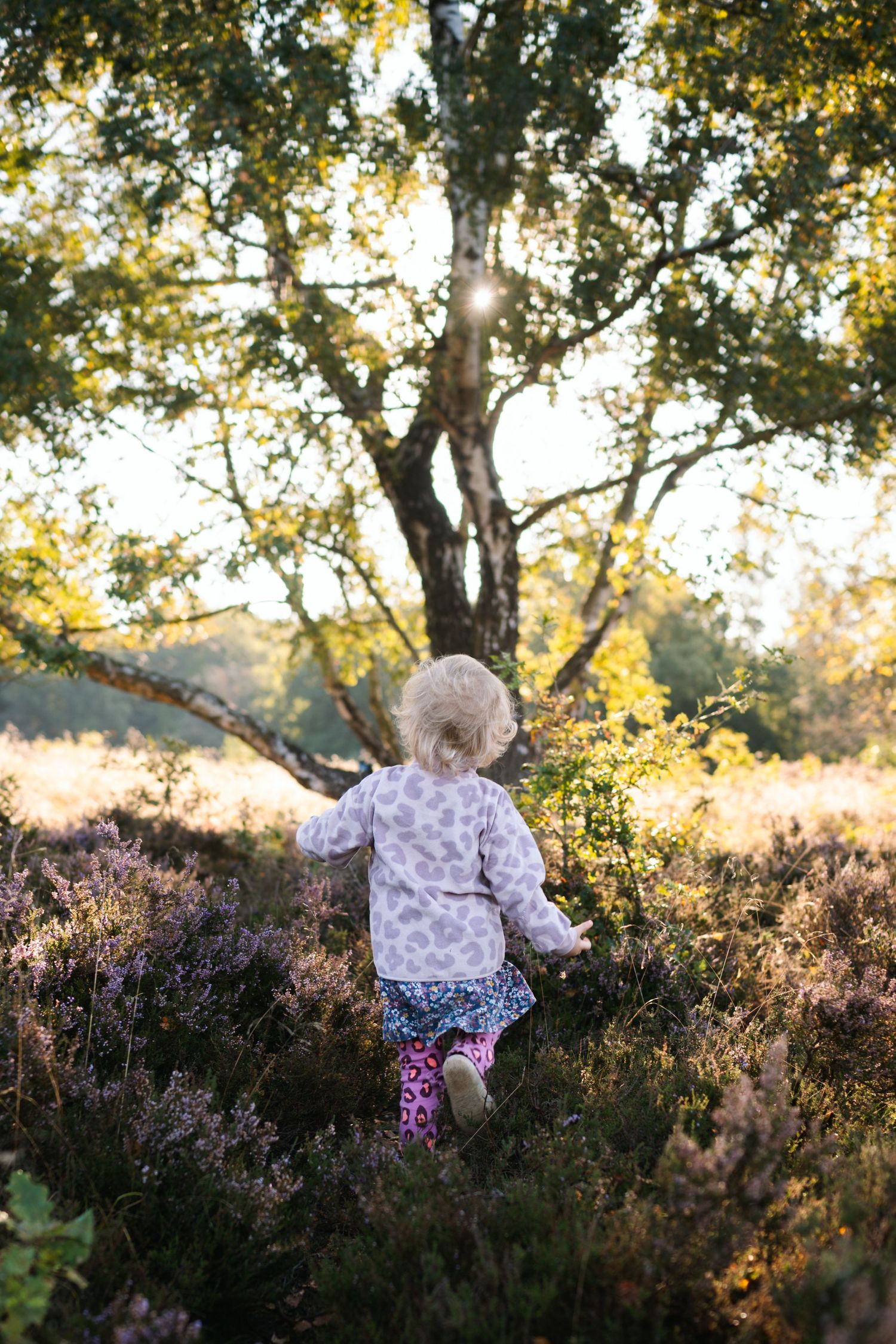 Toddler girl running through purple heather fields toward sunlit trees in a golden autumn forest landscape.
