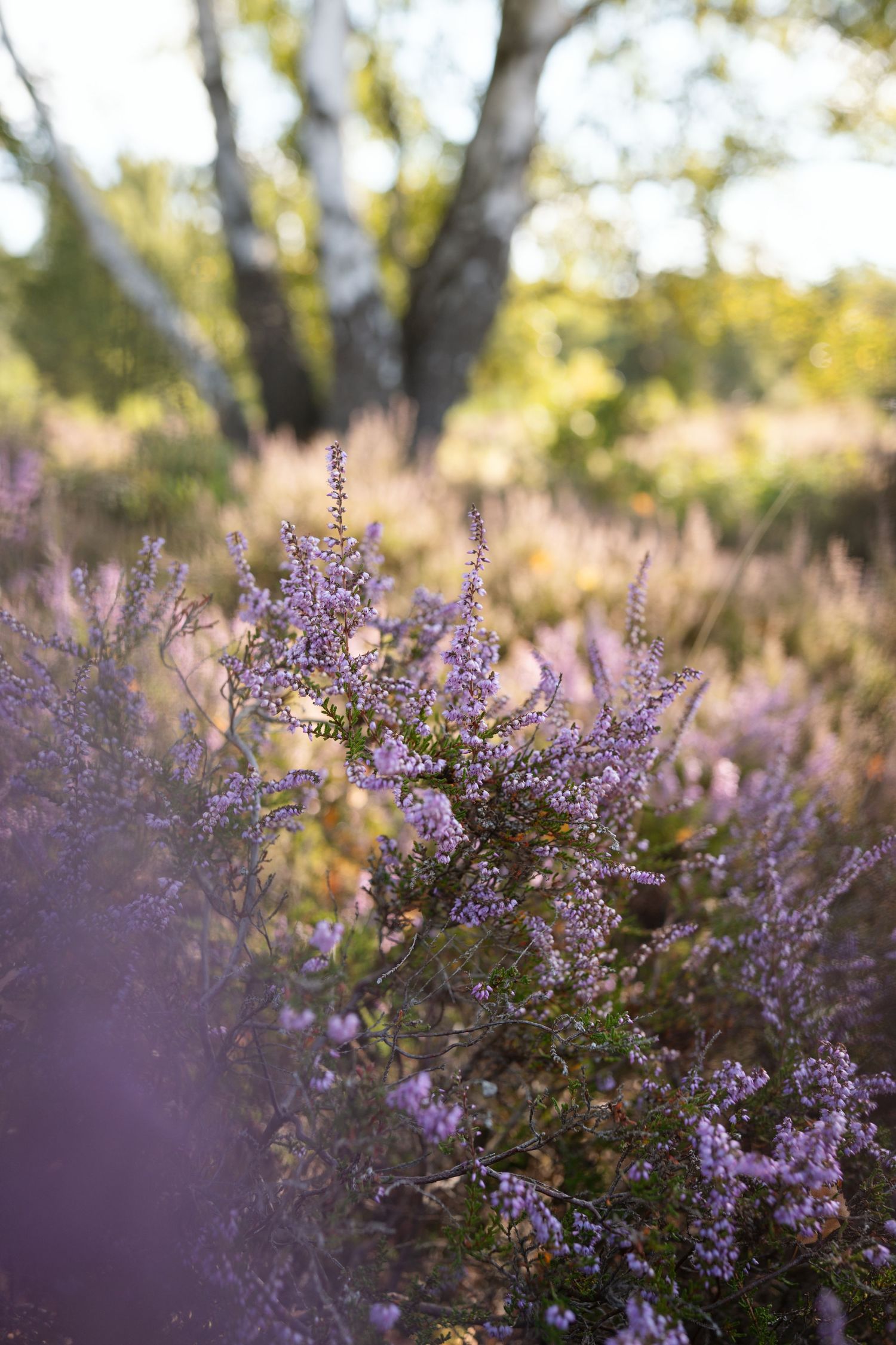 Purple heather blooms in a sunlit moorland with blurred trees in the background.