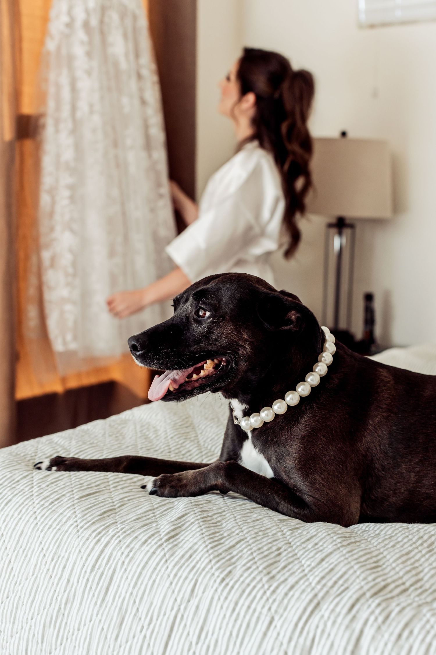 A black dog wearing a pearl necklace rests on a white bed during wedding preparations.