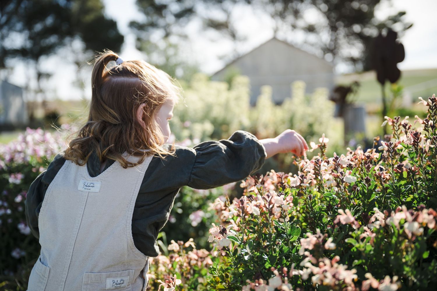 People walking through a beautiful garden filled with blooming pink cosmos flowers on a sunny day.
