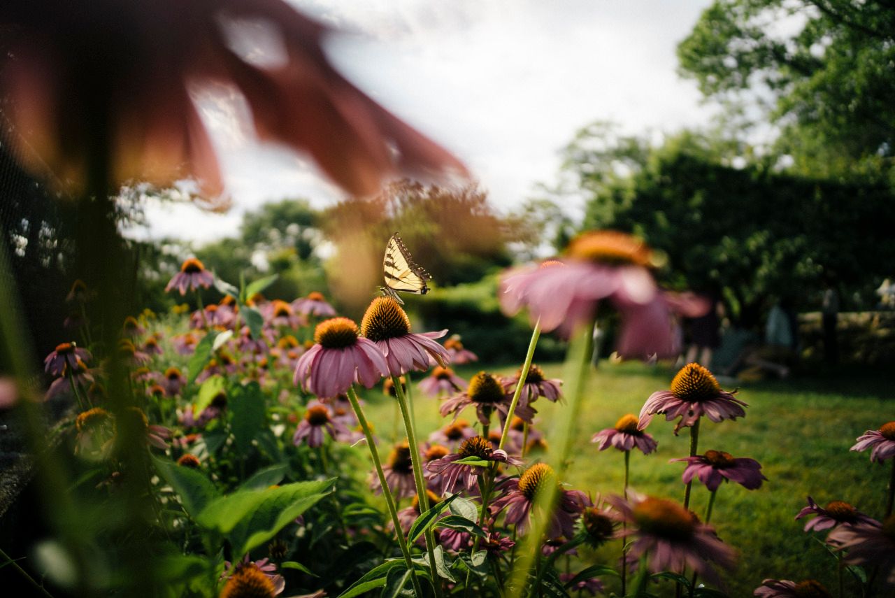 Purple coneflowers sway in a summer garden with sunlight streaming through blurred bokeh background.