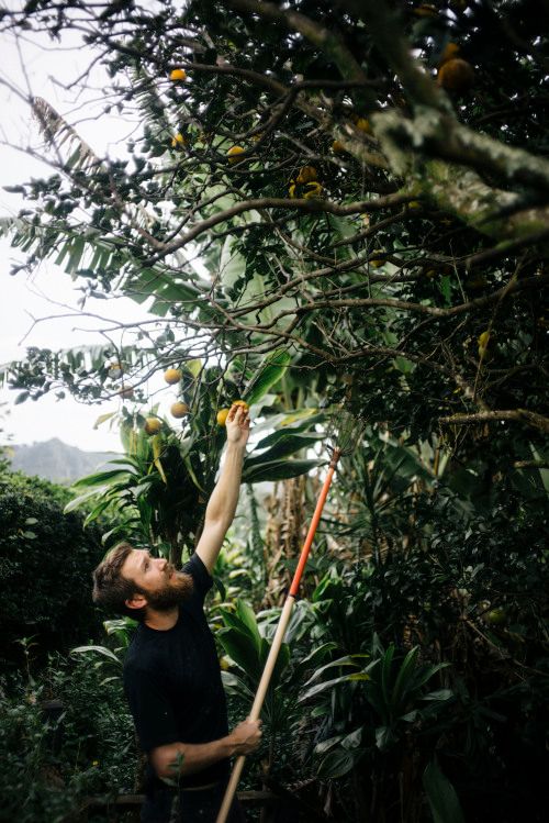 Person using a pole tool to harvest fruit from tall trees in a lush tropical garden setting.