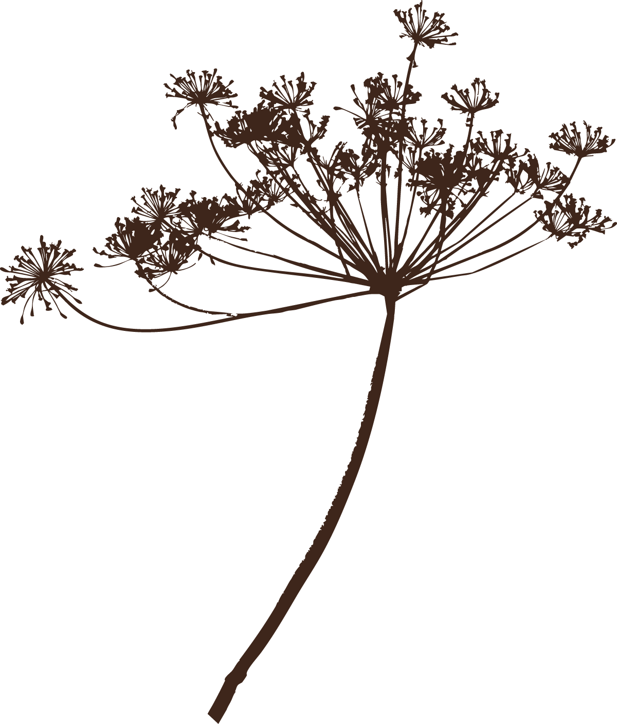Silhouettes of dried cow parsley or hogweed stems against a white background create a delicate botanical pattern.