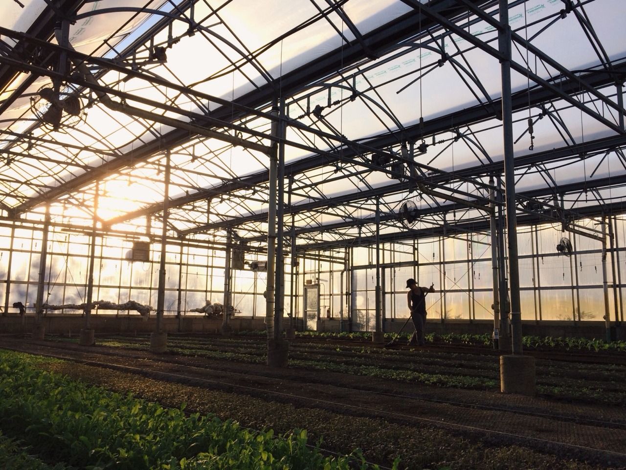 Interior view of large commercial greenhouse with rows of plants growing under natural light through glass panels.