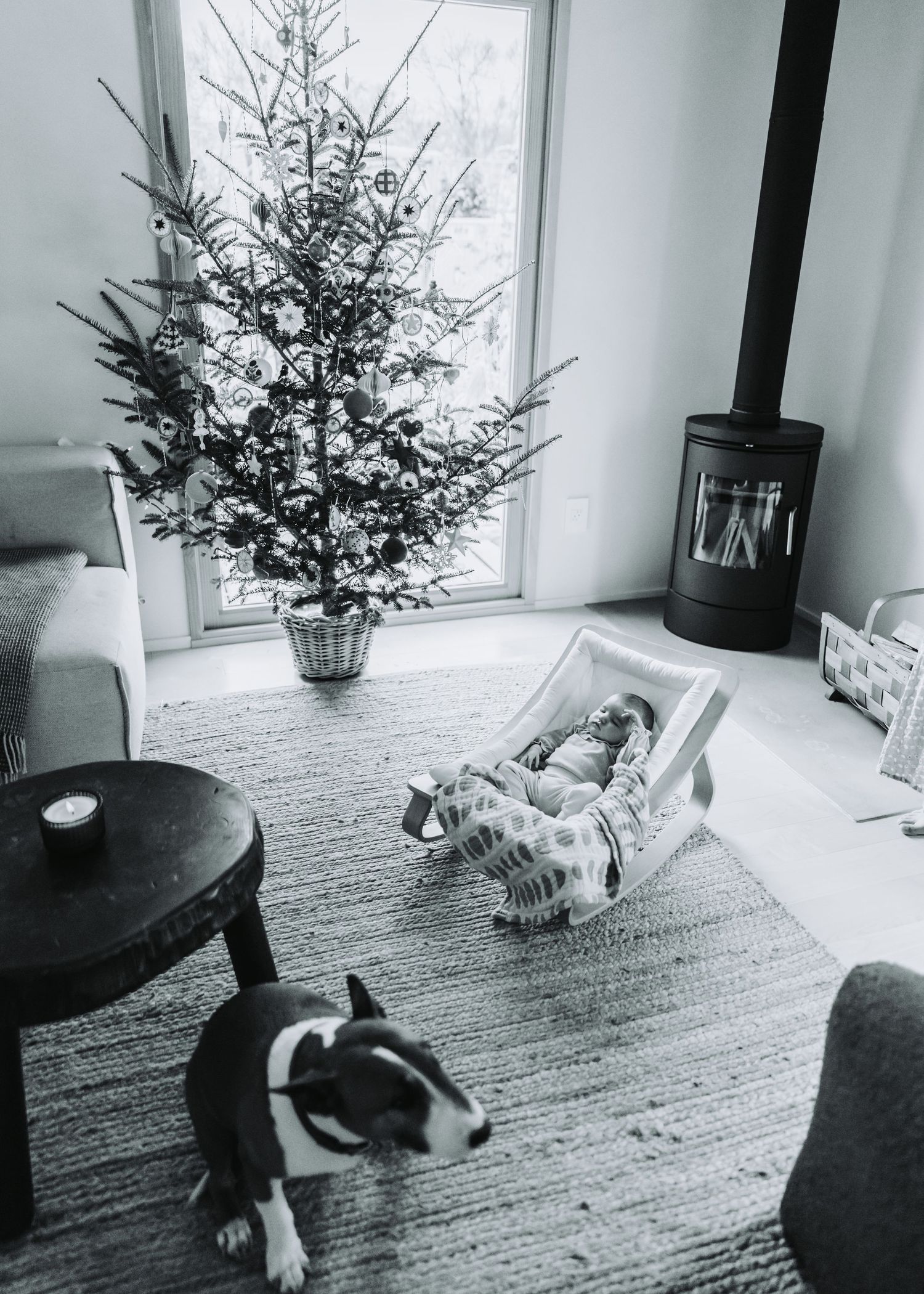 A sequence of photos showing a gray and white cat stretching and rolling around on a carpeted floor near a small evergreen tree.