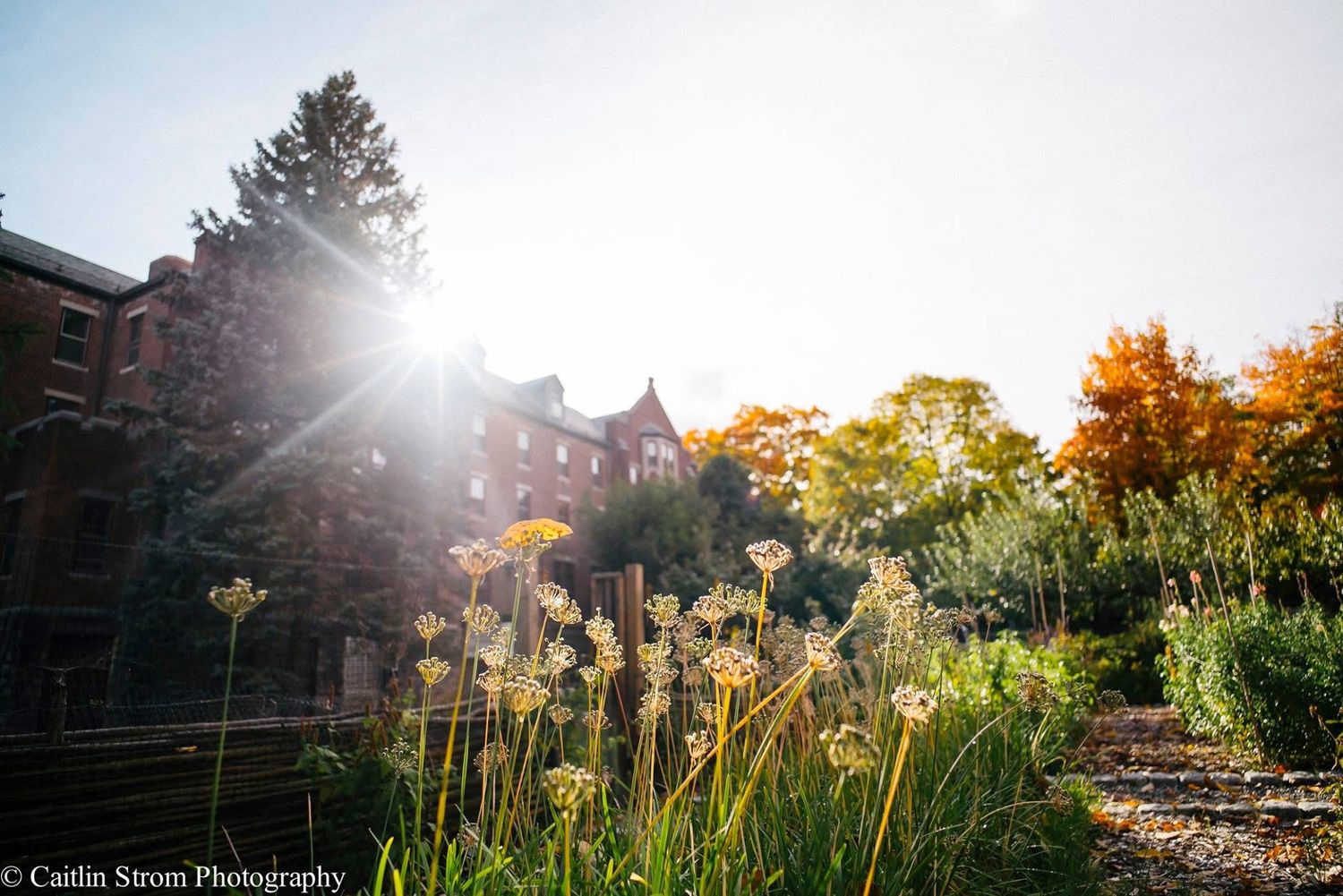 Dandelion seedheads glow in golden sunlight against a blurred architectural backdrop in a garden setting.