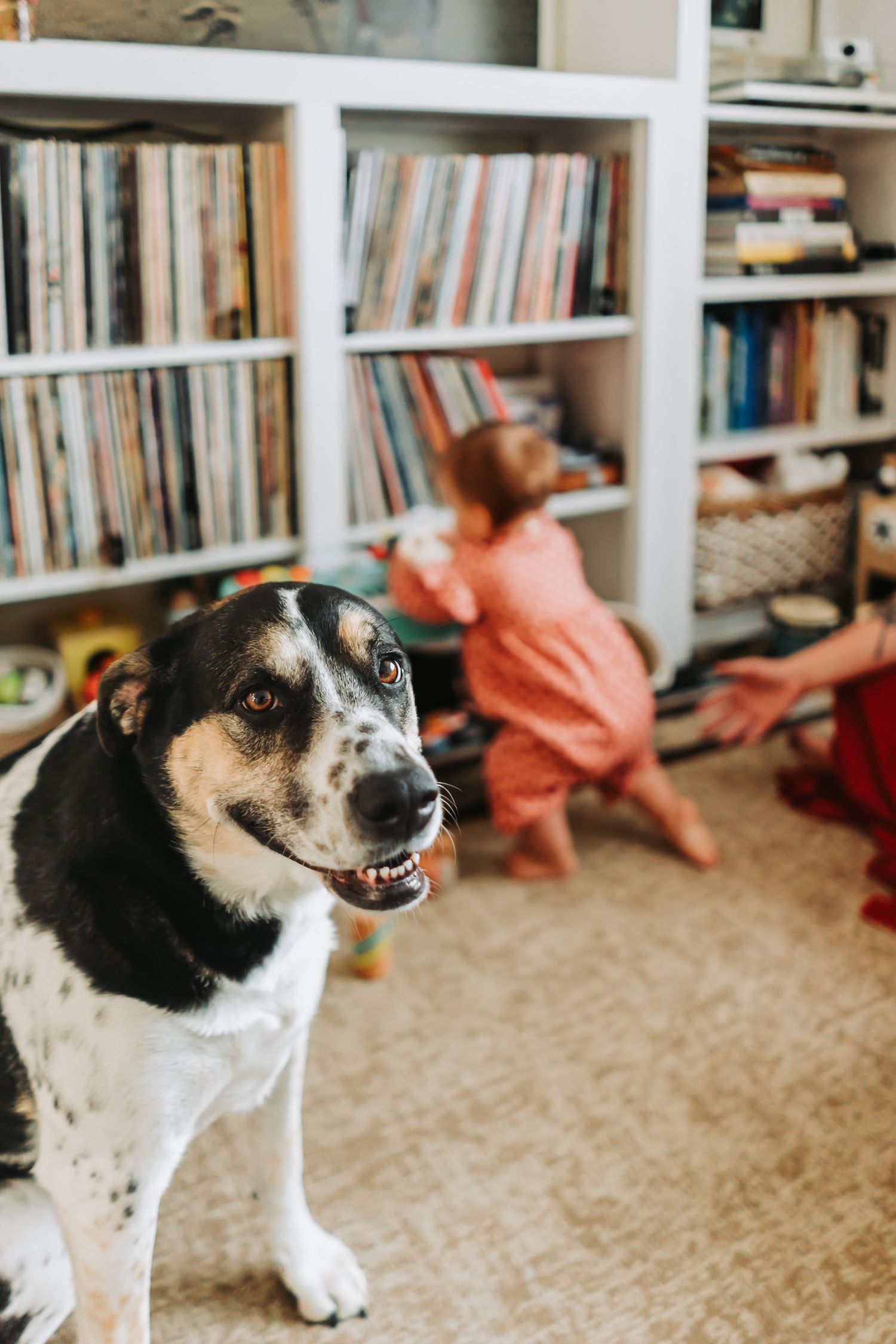 Black and white mixed breed dog sits on carpet in home library with bookshelves and reading area in background.