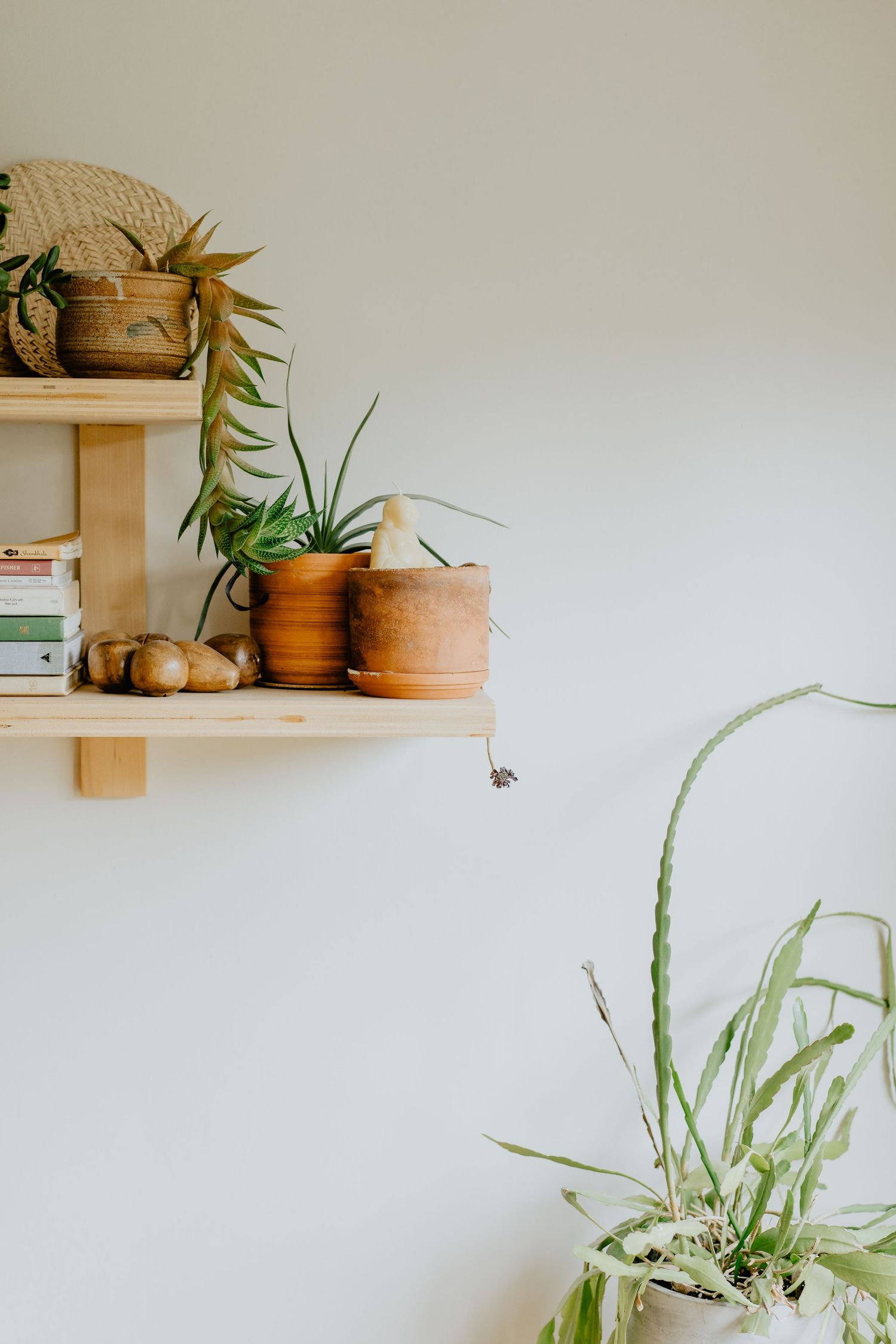 Minimalist shelf styling with terracotta pots, plants and natural elements against white wall.