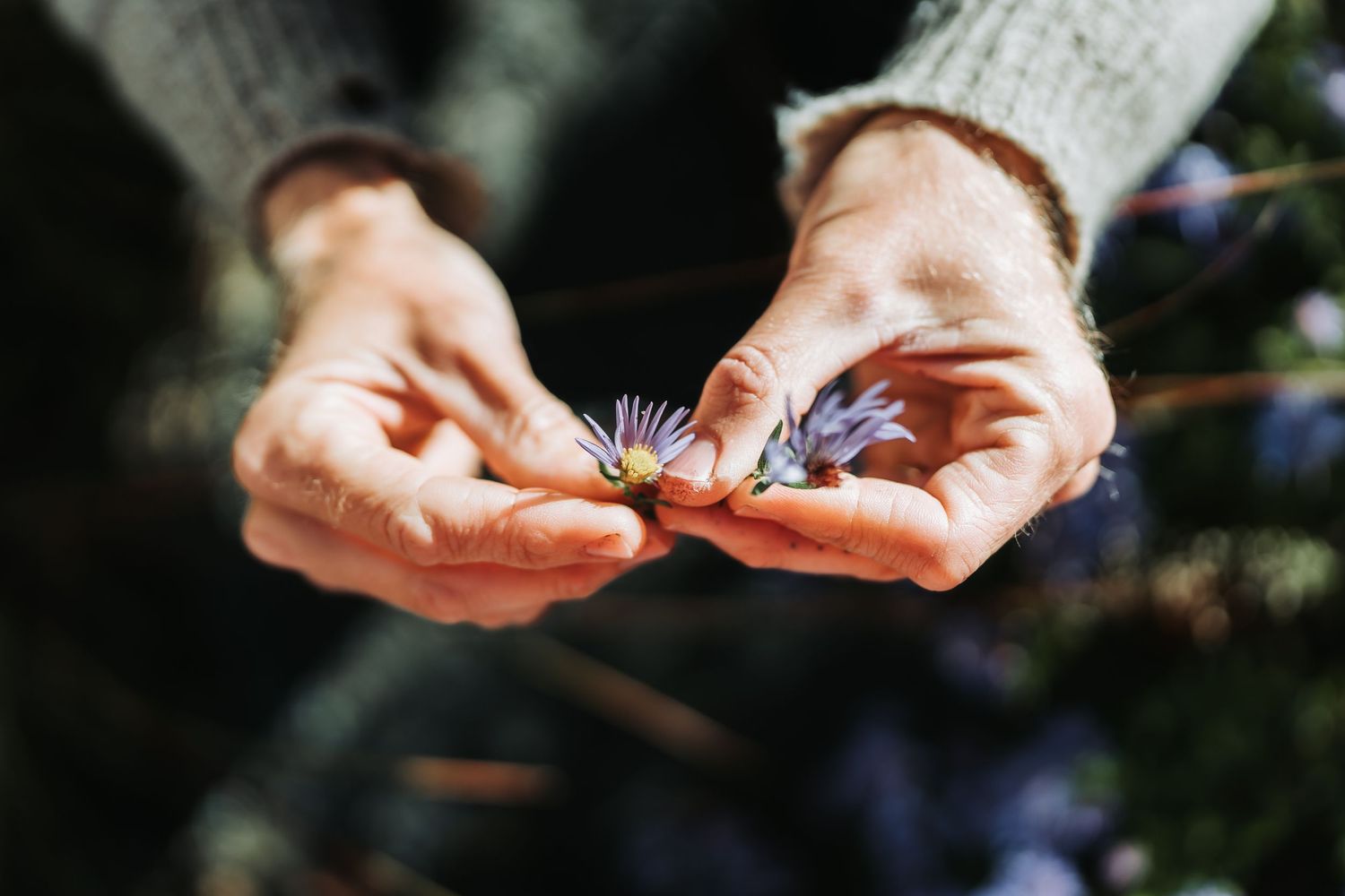 Hands carefully handling delicate blue borage flowers in a sunny garden setting.
