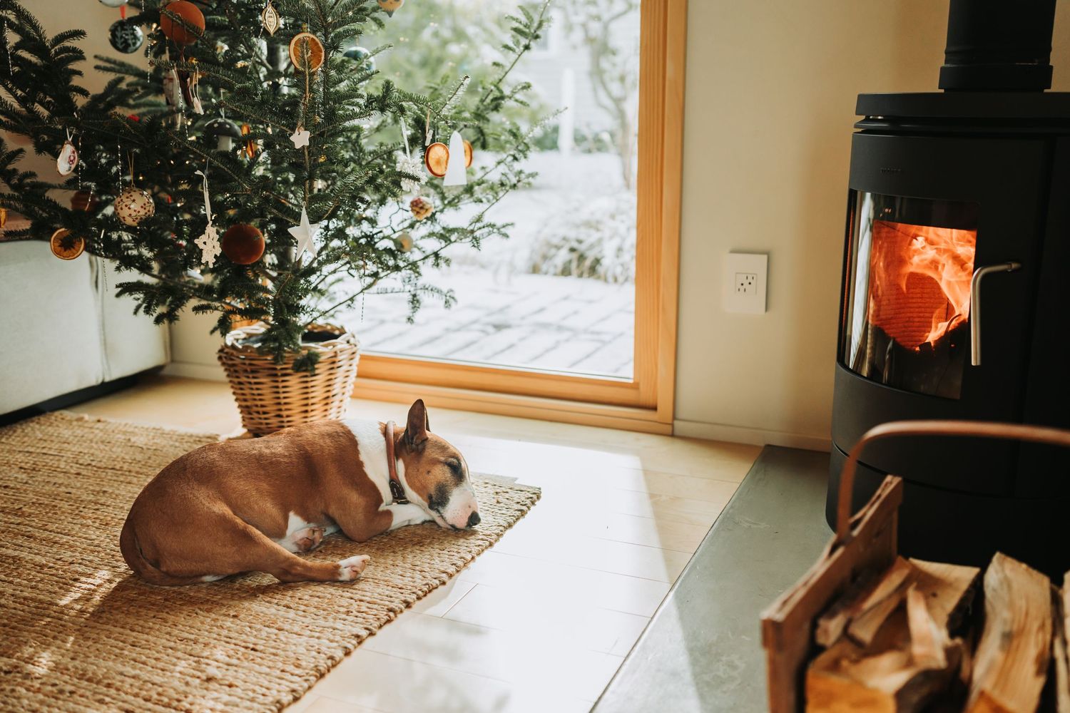 Three photos showing a brown dog relaxing on a seating pad near large windows and indoor plants.