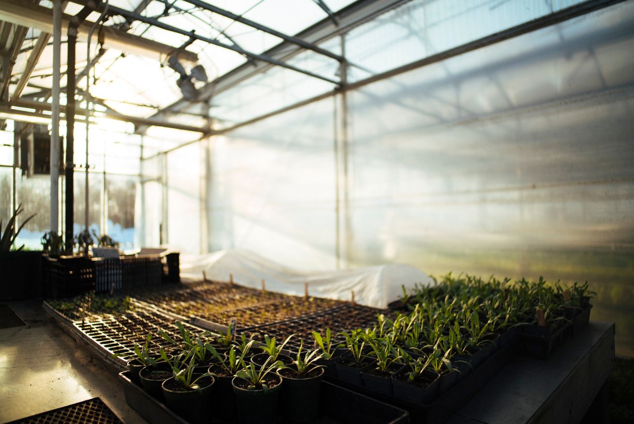 Panoramic view of a greenhouse interior with rows of plants growing under natural sunlight streaming through glass panels.