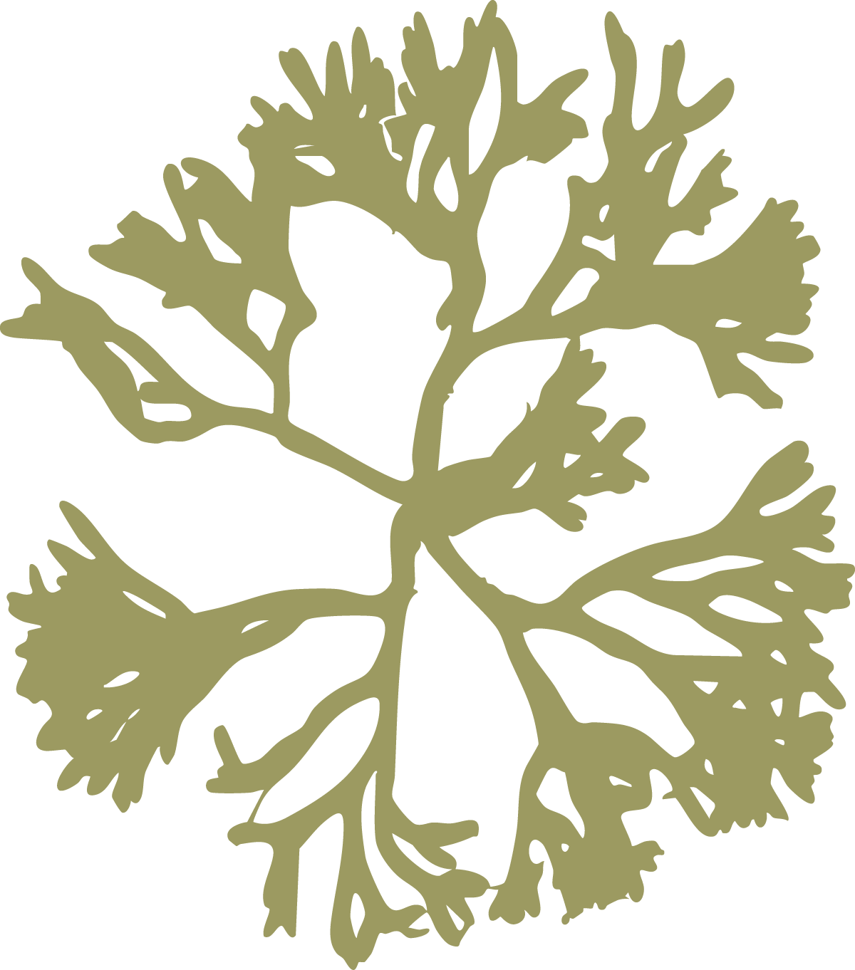 Olive green silhouette of a branching coral or seaweed pattern against a white background.