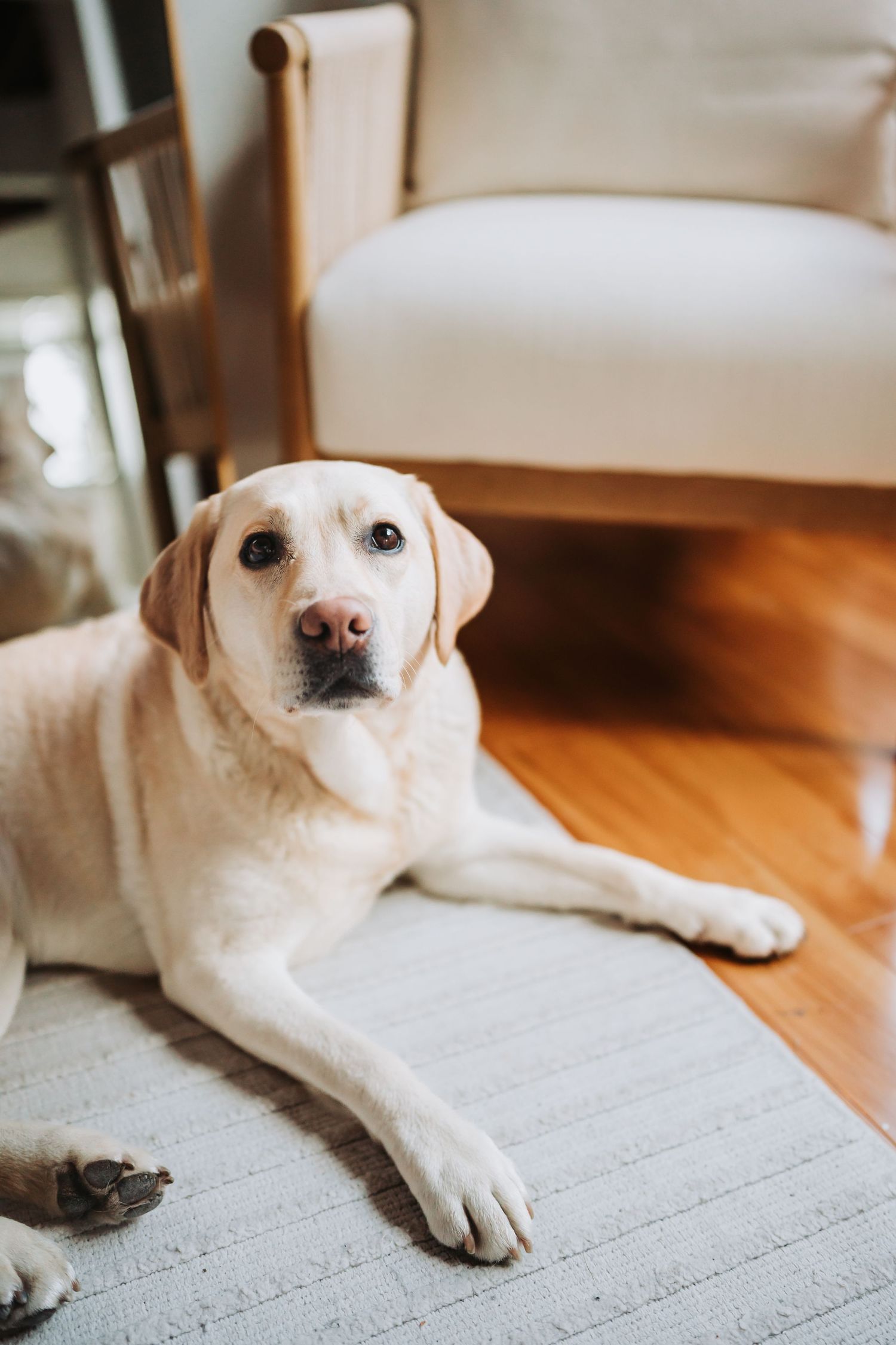 Yellow Labrador Retriever lying on striped rug beside wooden chair on hardwood floor indoors.