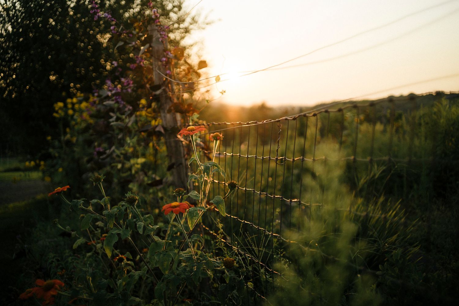 Rustic wire fence with red flowers silhouetted against sunset in countryside.