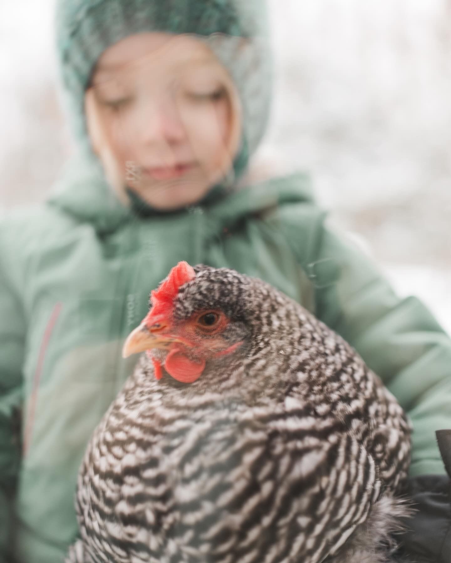 Barred rock chicken held by little girl in green winter coat.