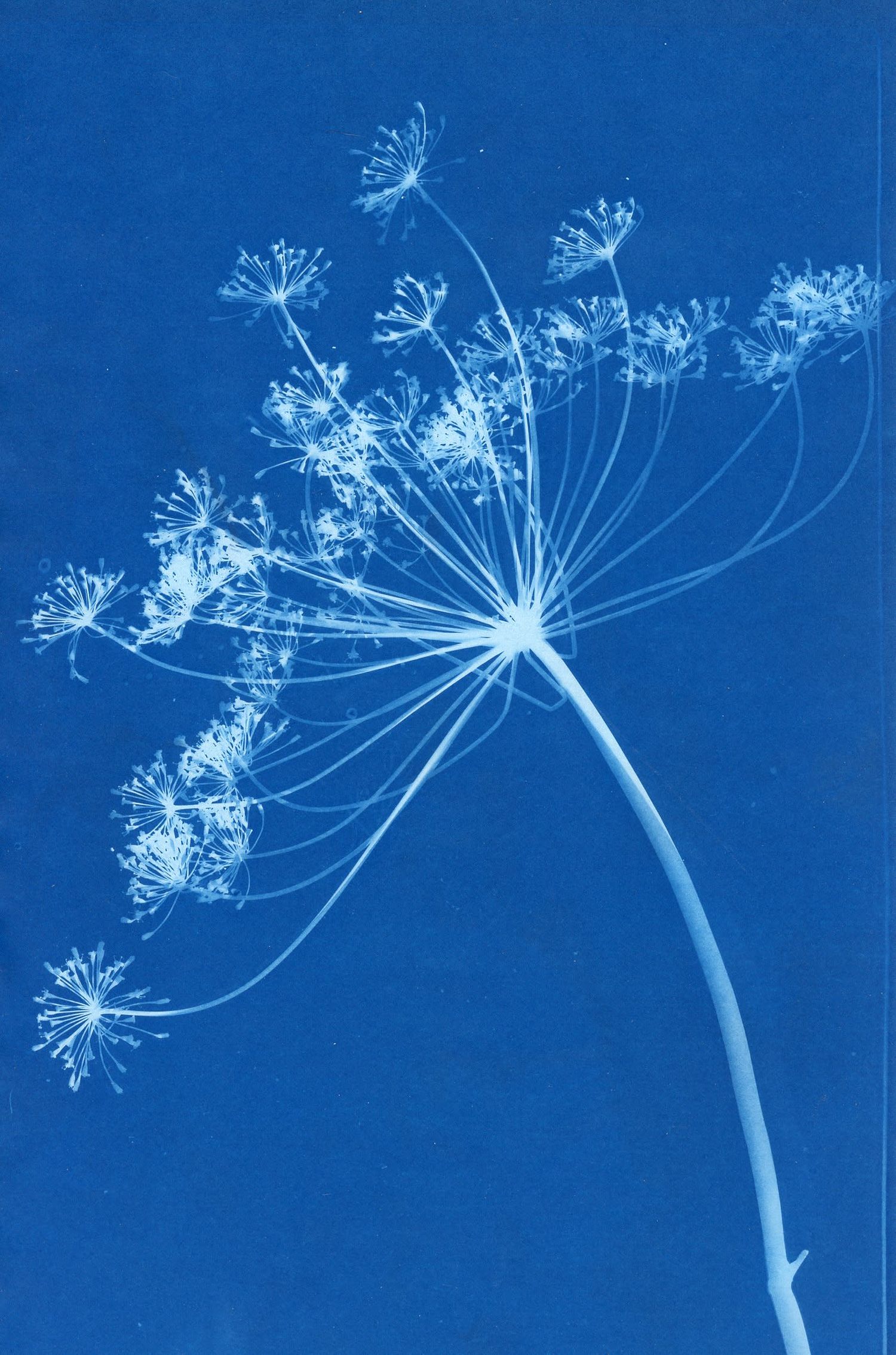 Delicate white Queen Anne's Lace flowers silhouetted against a deep blue sky in an artistic nature photograph.