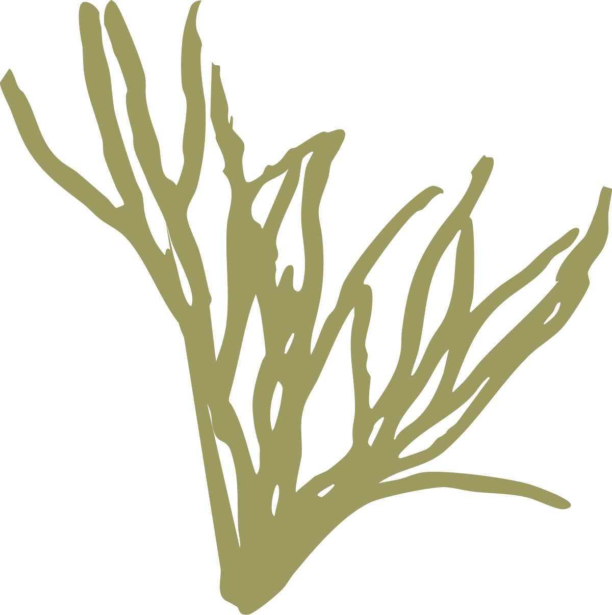 Olive green silhouettes of tree branches with delicate twigs spreading outward against a light background.