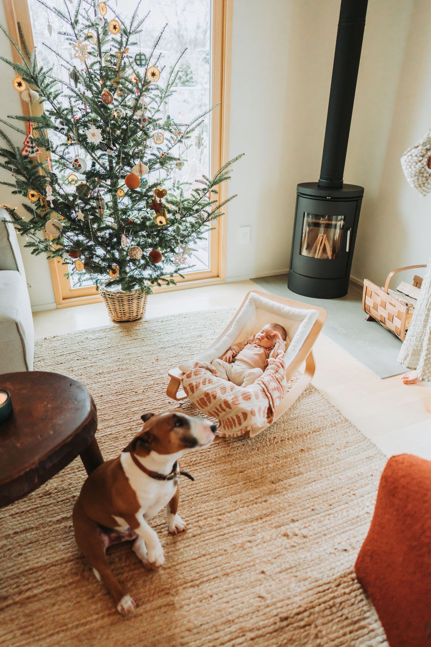 A dog rolling playfully on a wooden floor near a decorated Christmas tree.
