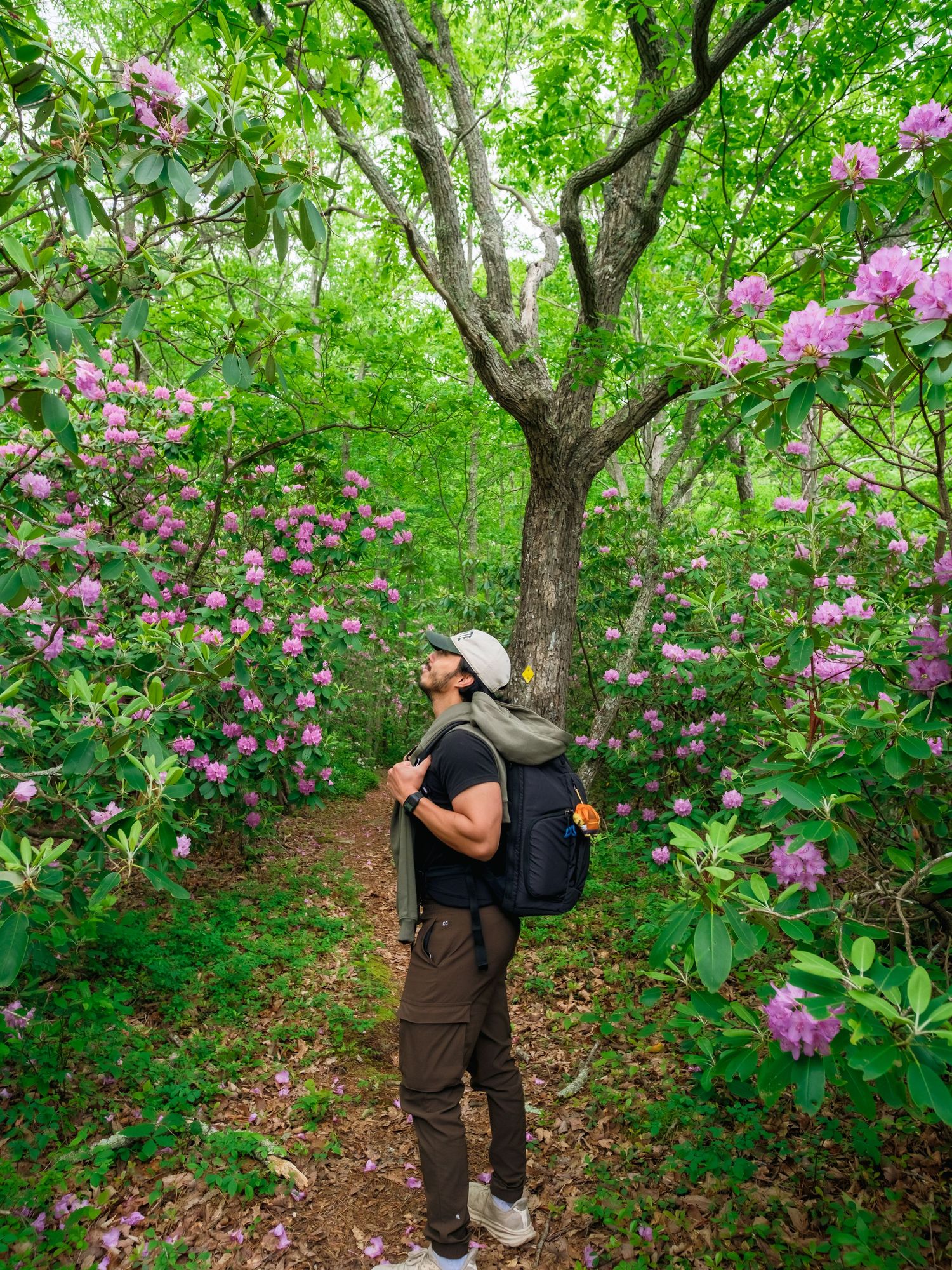 Photographer captures vibrant pink rhododendron blooms along a wooded trail in spring.