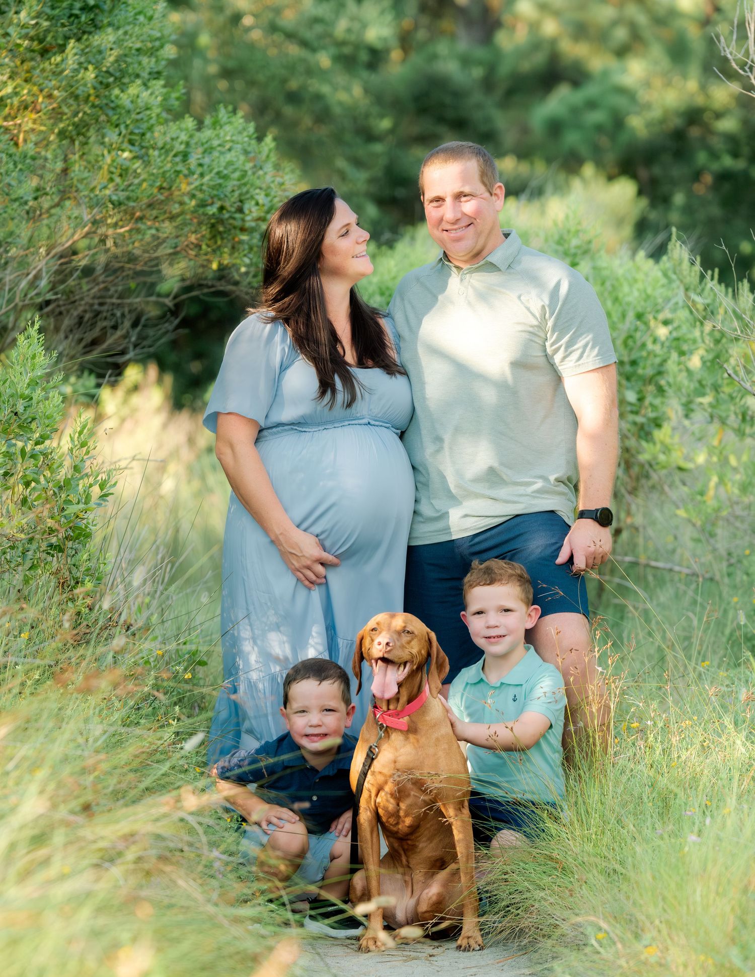 Family portrait outdoors in tall grass with expectant mother and vizsla dog on a sunny day.