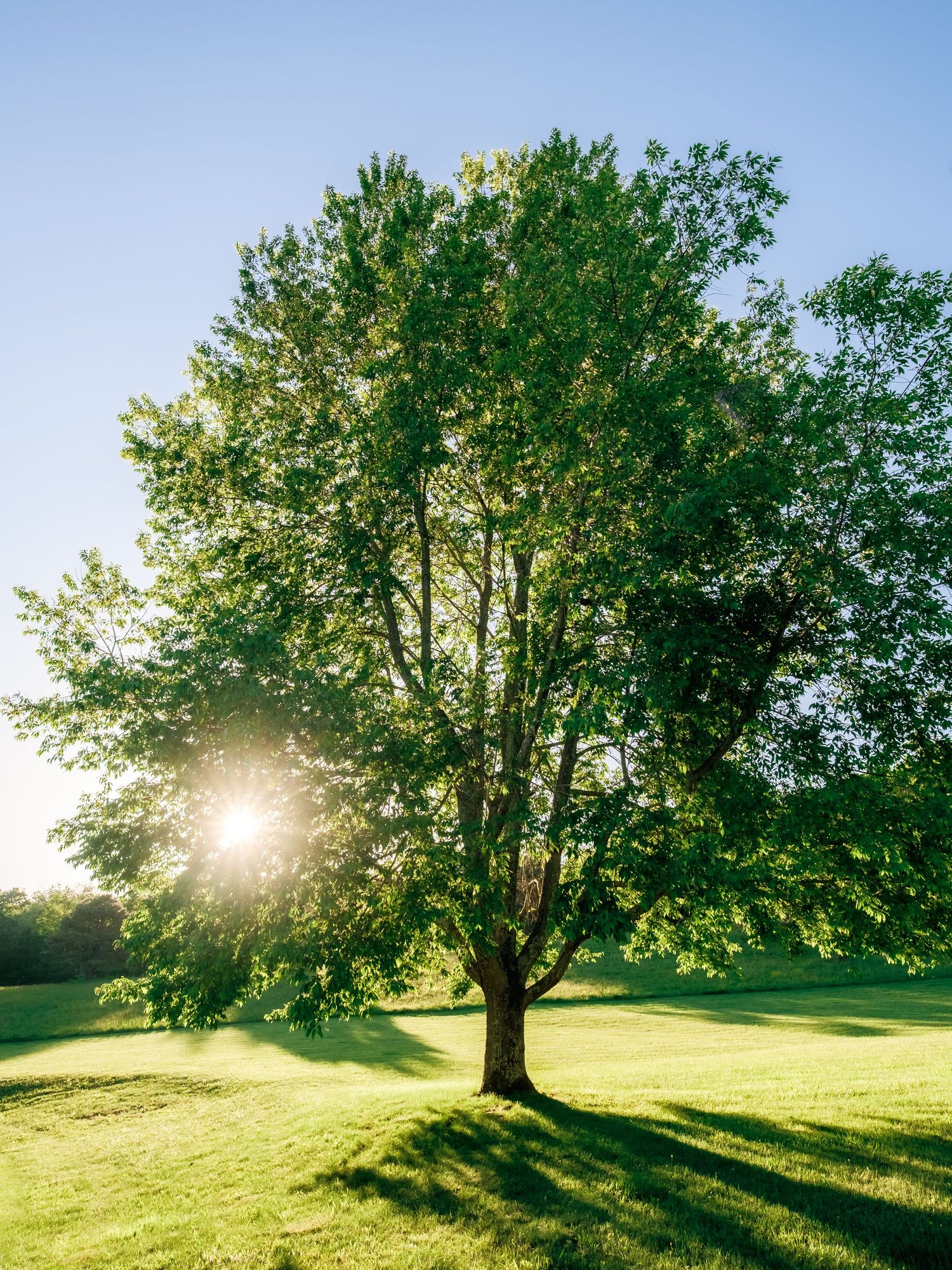 Sunlight streams through a majestic green tree on a peaceful summer lawn casting long shadows at golden hour.